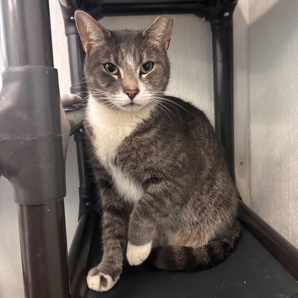 Arnold, a Adoptable Domestic Short Hair in Belleville, IL image 1/4