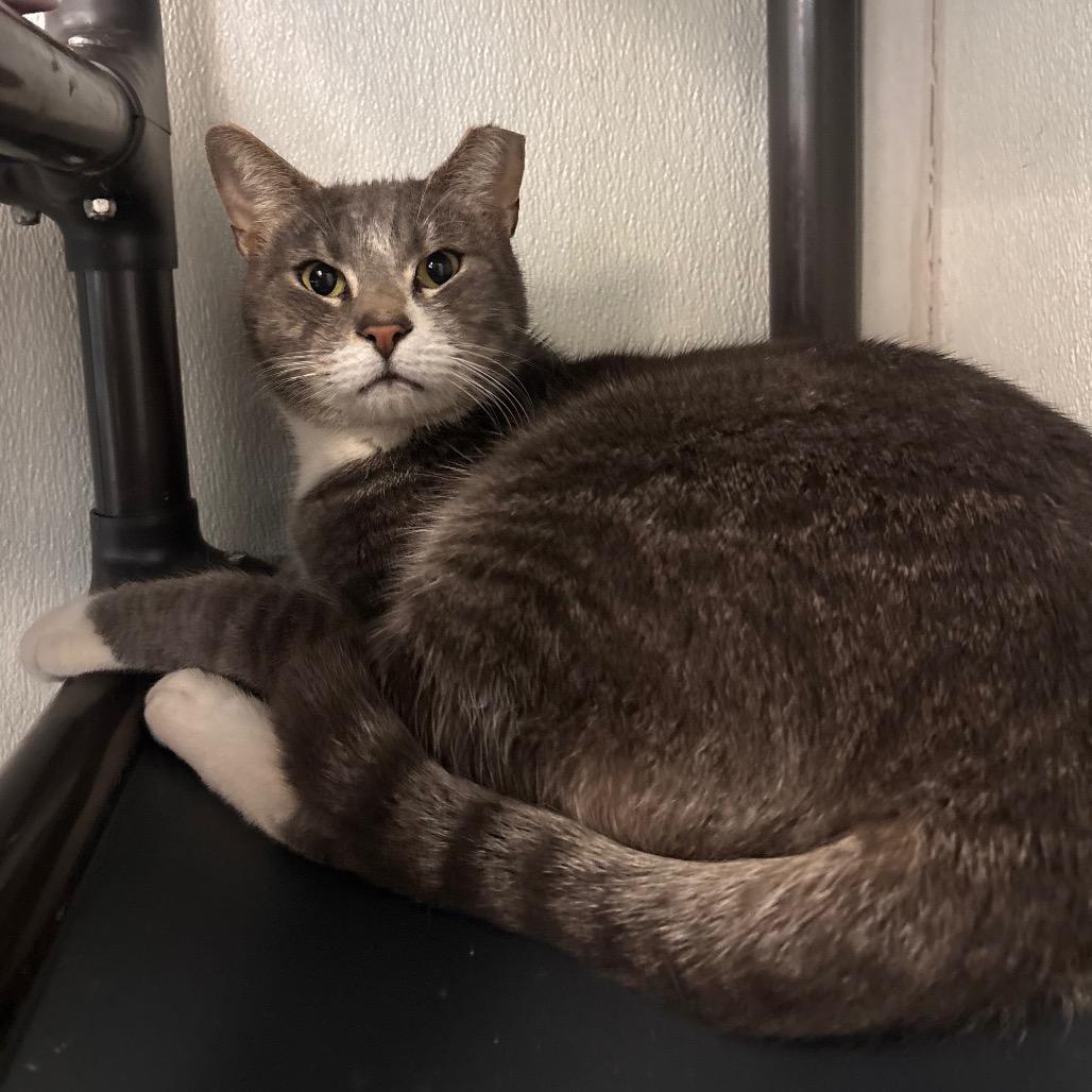 Arnold, a Adoptable Domestic Short Hair in Belleville, IL image 2/4