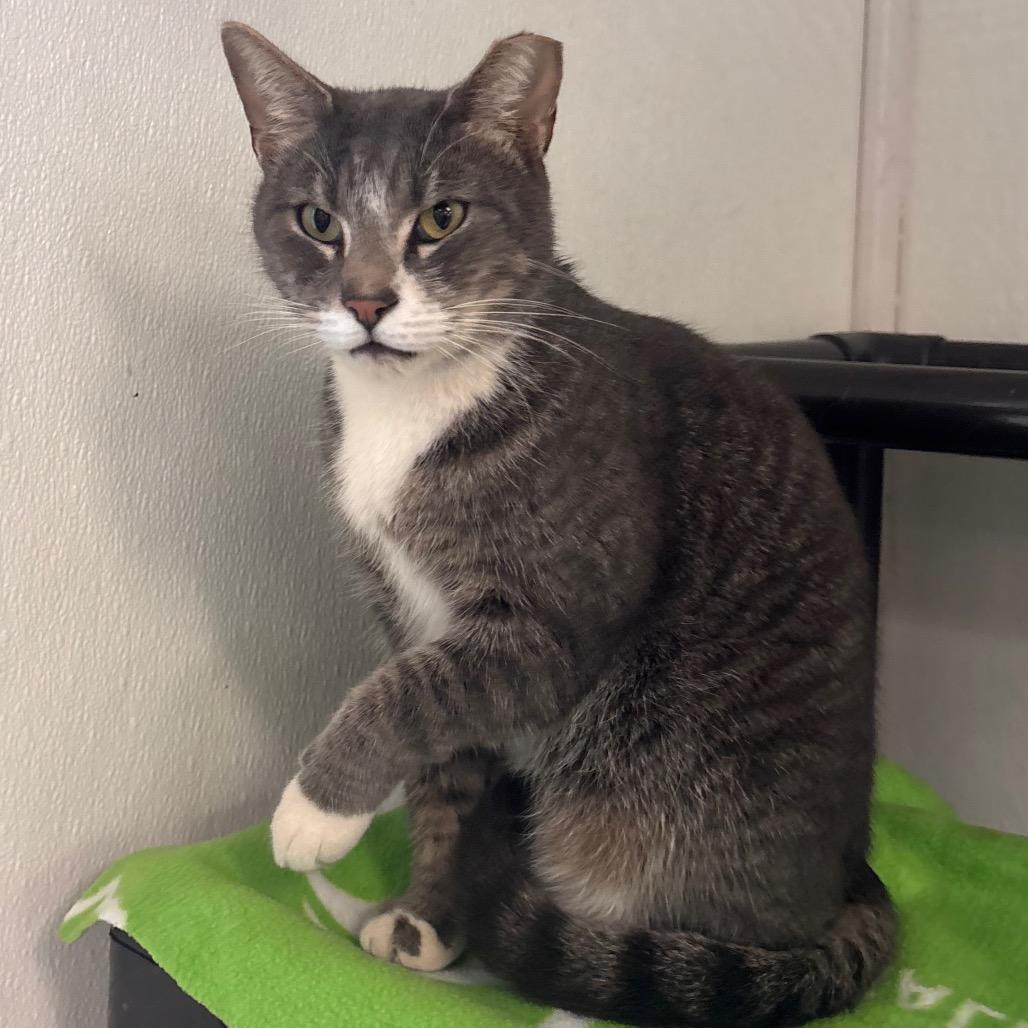 Arnold, a Adoptable Domestic Short Hair in Belleville, IL image 3/4