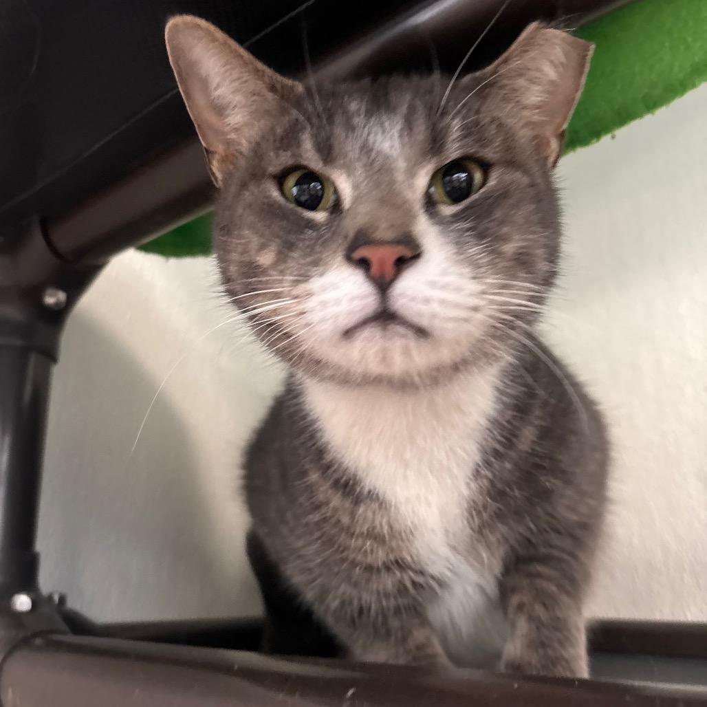 Arnold, a Adoptable Domestic Short Hair in Belleville, IL image 4/4