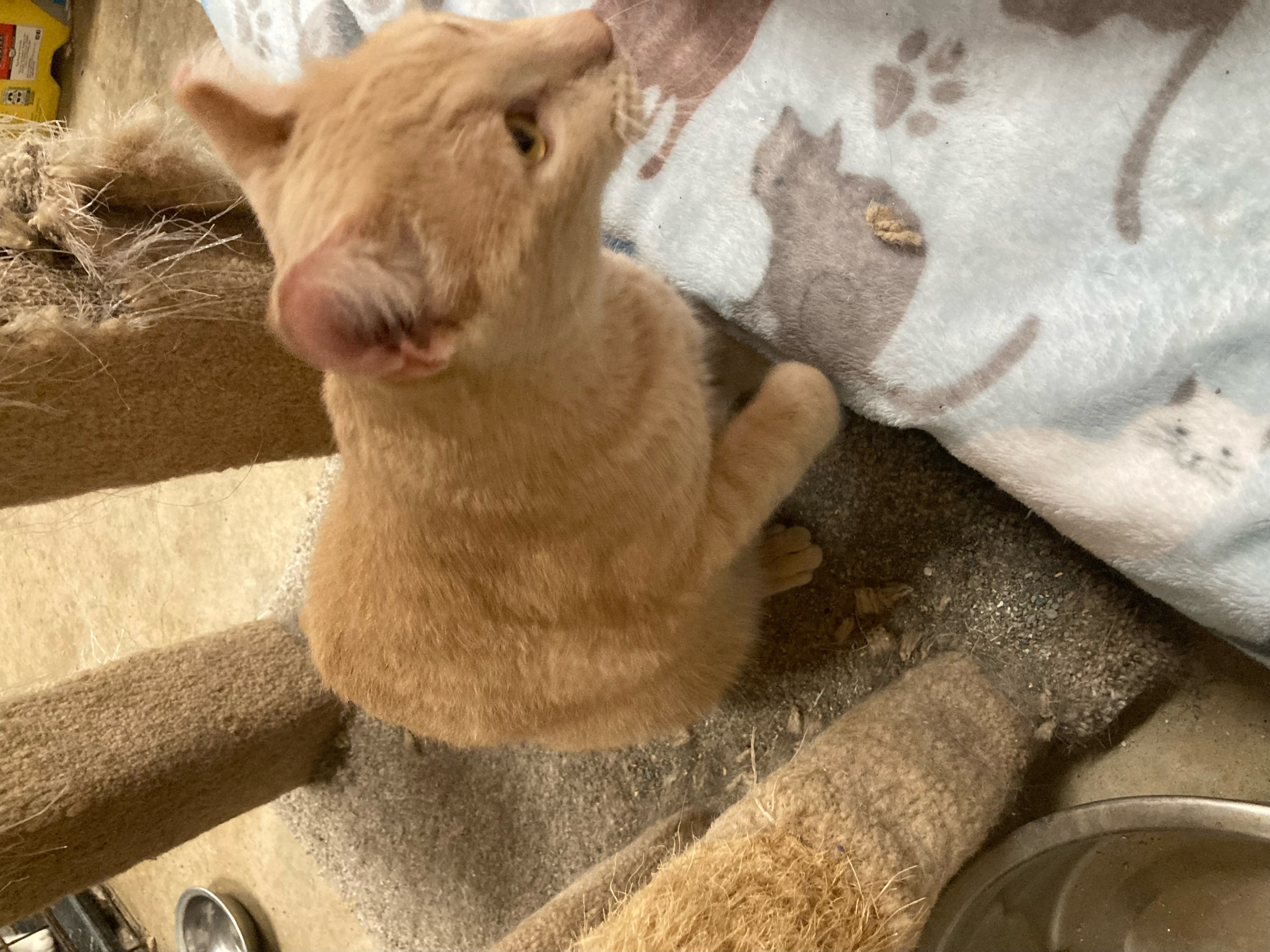 Chandler, a Adoptable Domestic Short Hair in Johnston, RI image 5/6