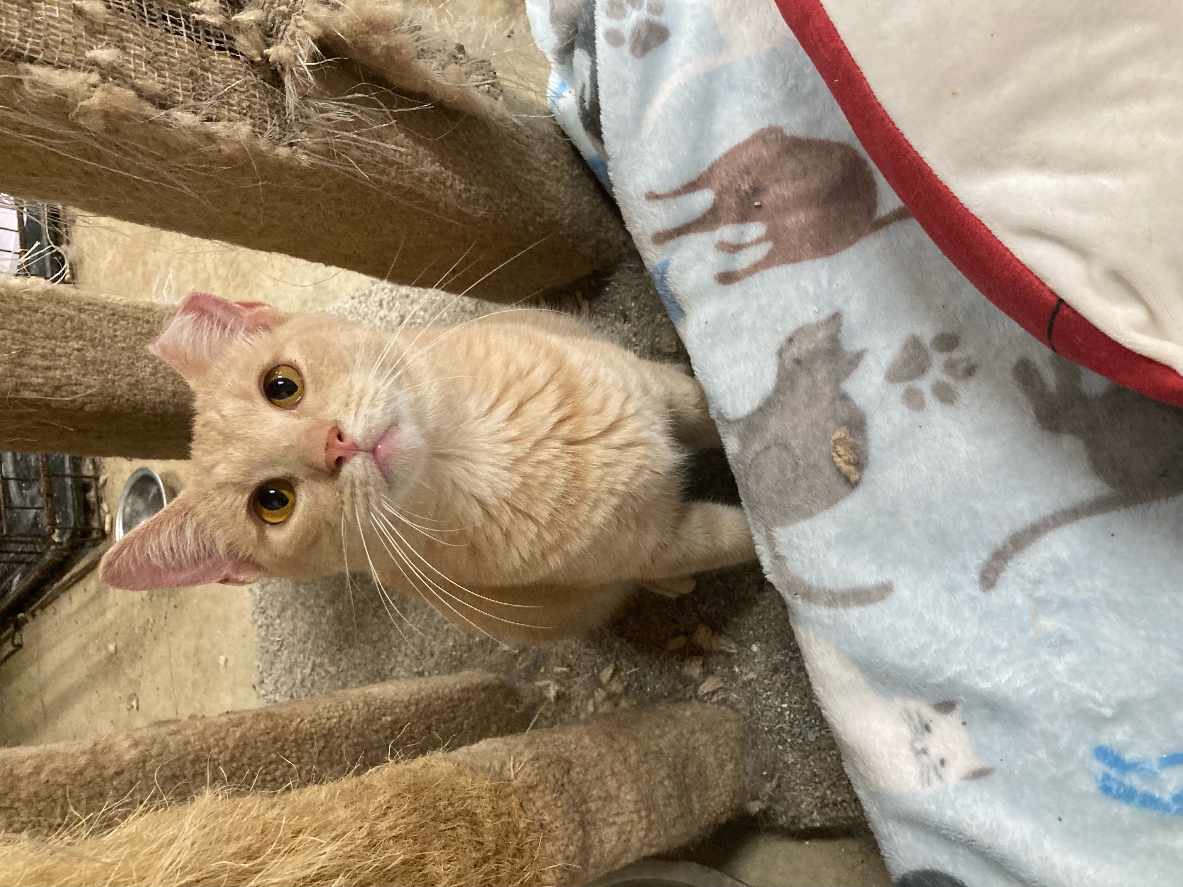 Chandler, a Adoptable Domestic Short Hair in Johnston, RI image 1/6