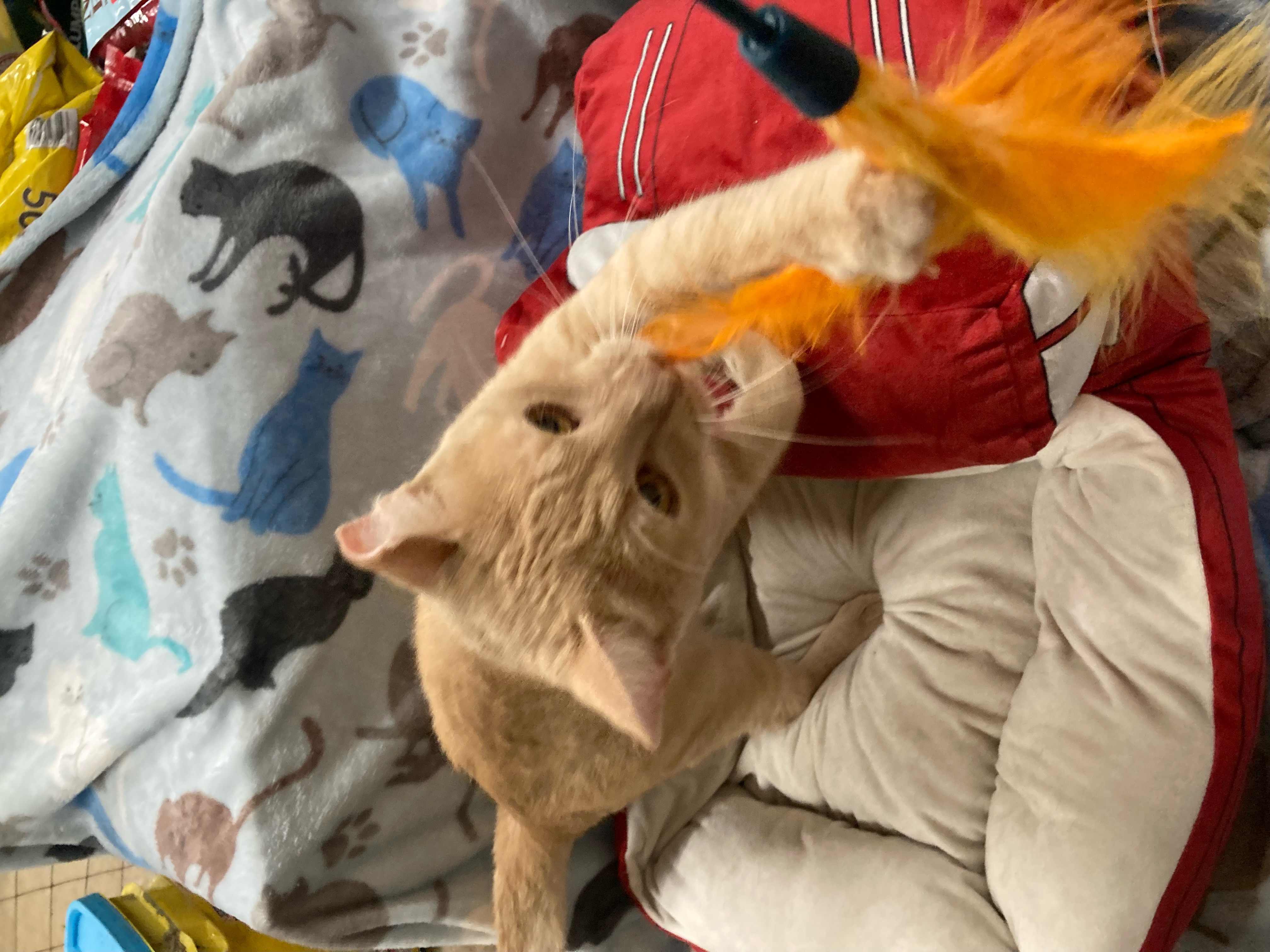 Chandler, a Adoptable Domestic Short Hair in Johnston, RI image 3/6