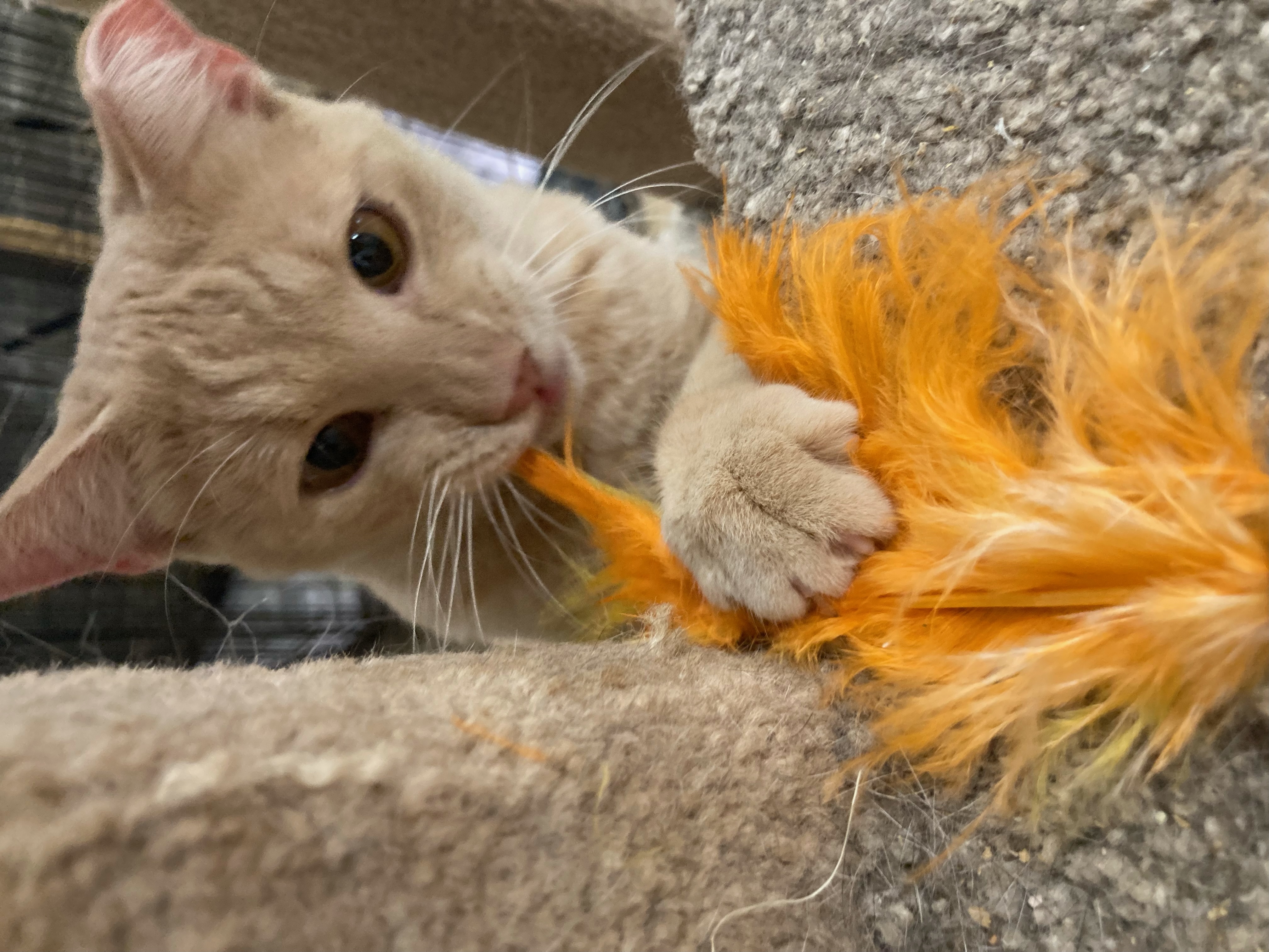 Chandler, a Adoptable Domestic Short Hair in Johnston, RI image 2/6