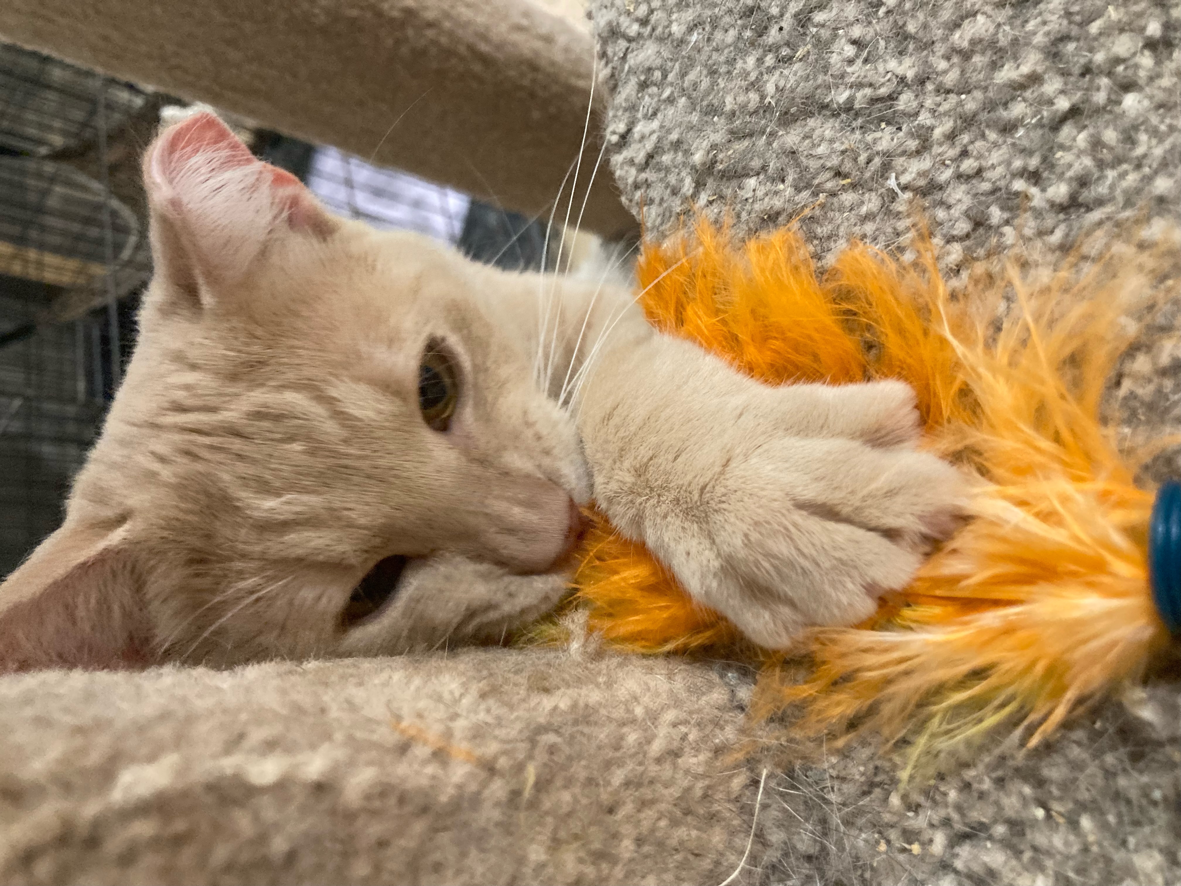 Chandler, a Adoptable Domestic Short Hair in Johnston, RI image 4/6