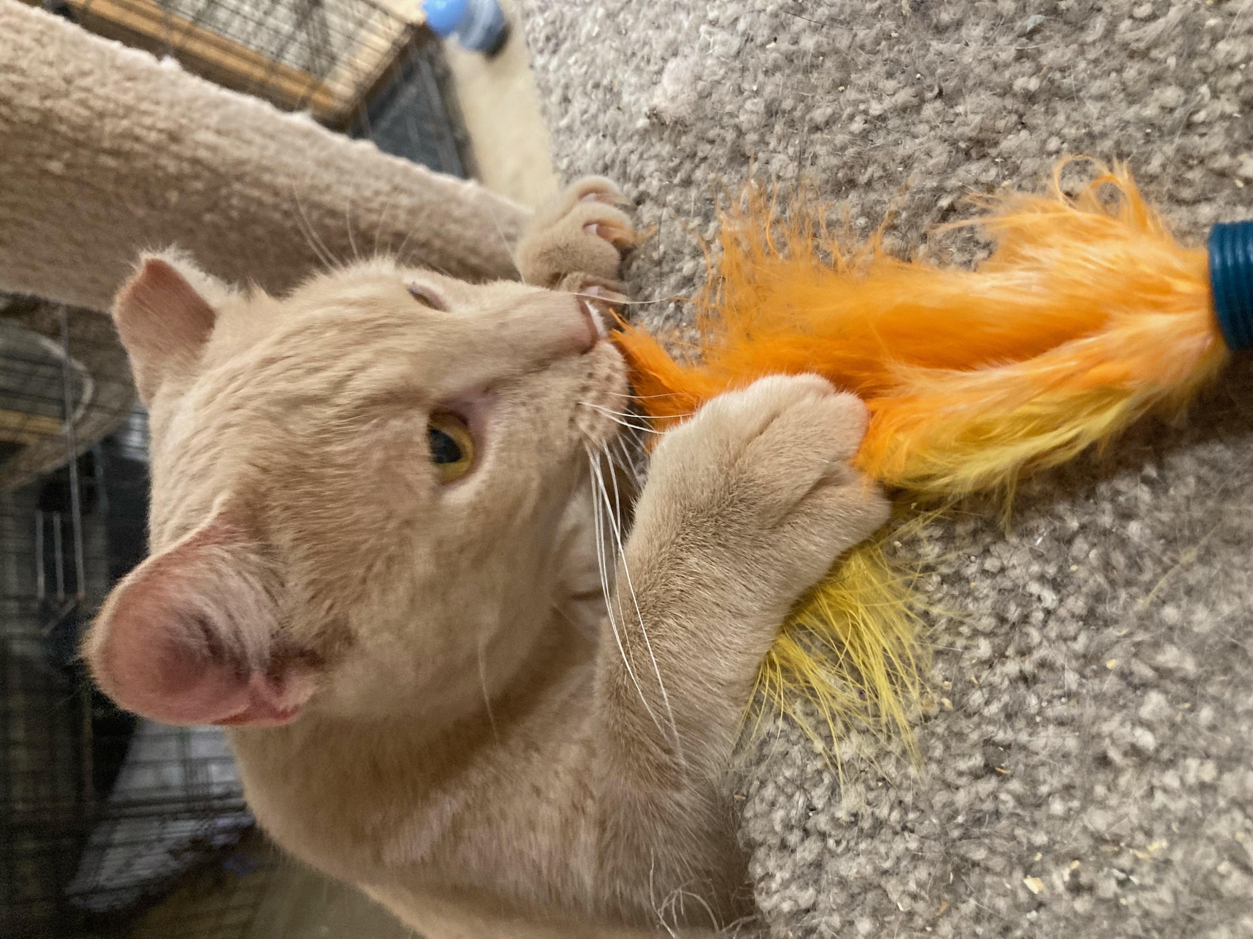 Chandler, a Adoptable Domestic Short Hair in Johnston, RI image 6/6