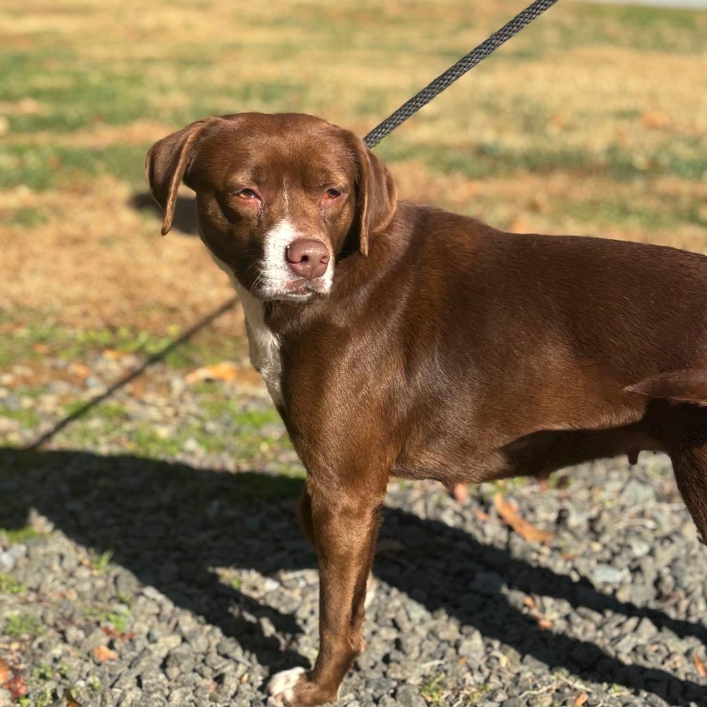 Hazel, Adoptable, Young Female Mixed Breed.
