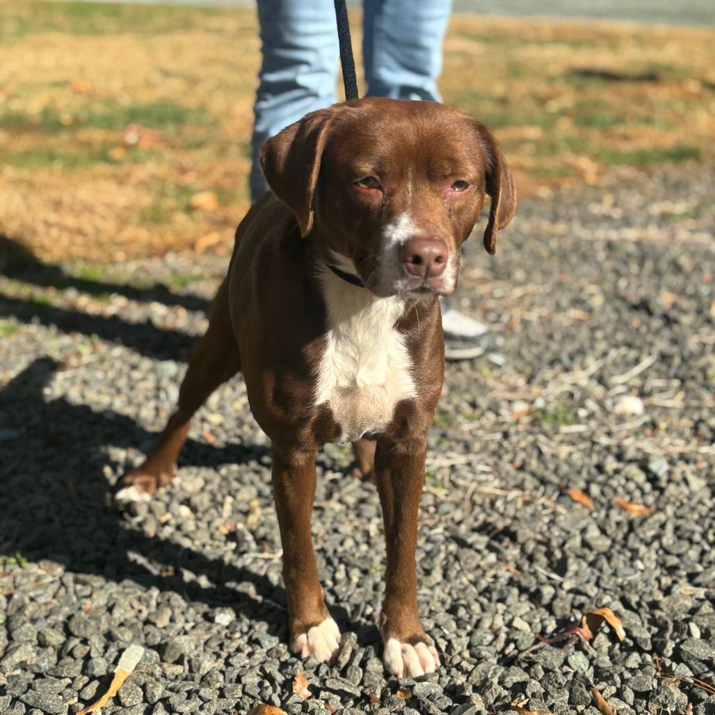 Hazel, a Adoptable Mixed Breed in Mebane, NC image 2/2
