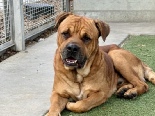 WRINKLES, a Adoptable mixed breed in San Pedro, CA image 1/2