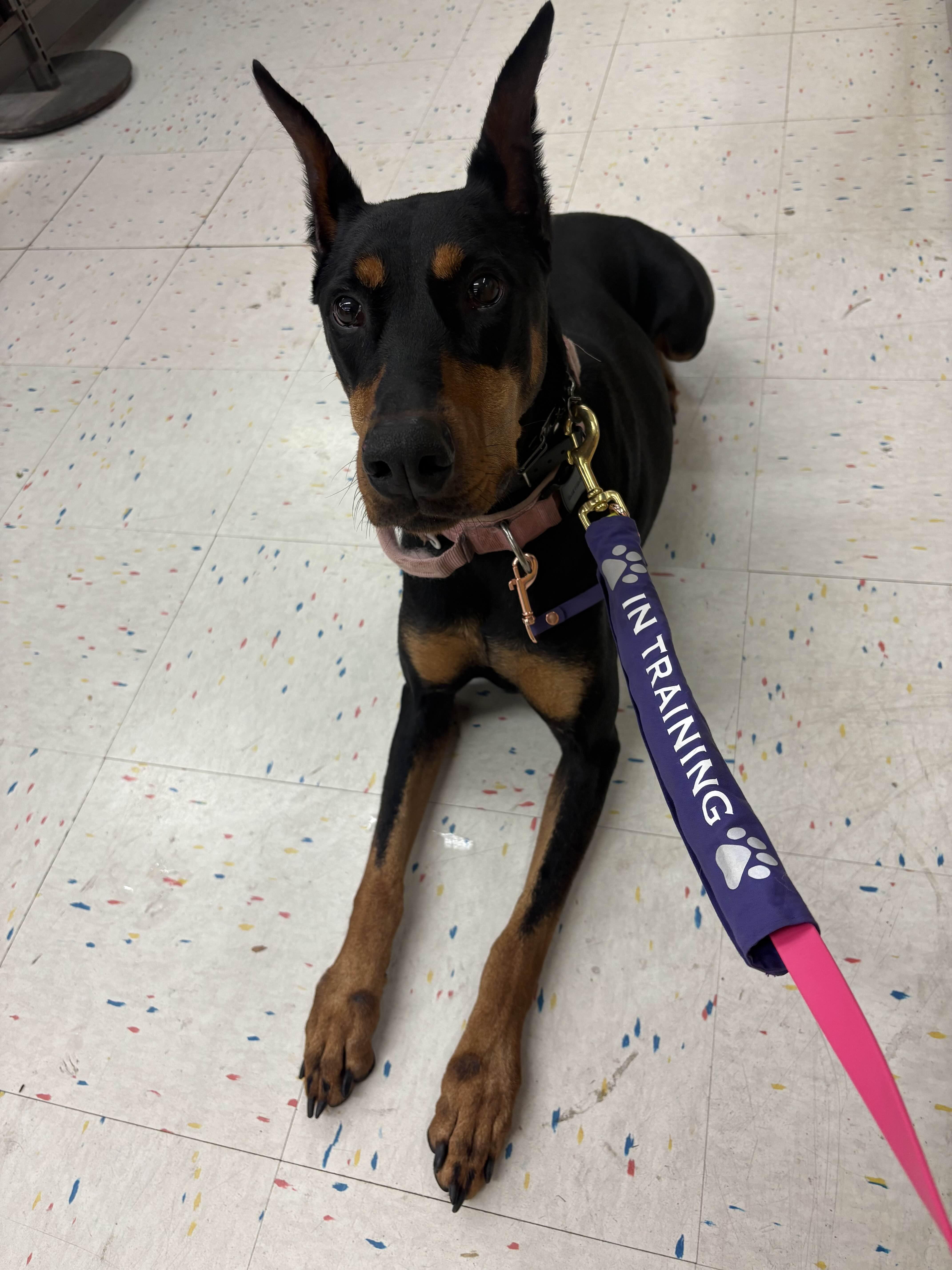 Enlarge Naafiri, an adopted Doberman Pinscher in Islip Terrace, NY image 2/2