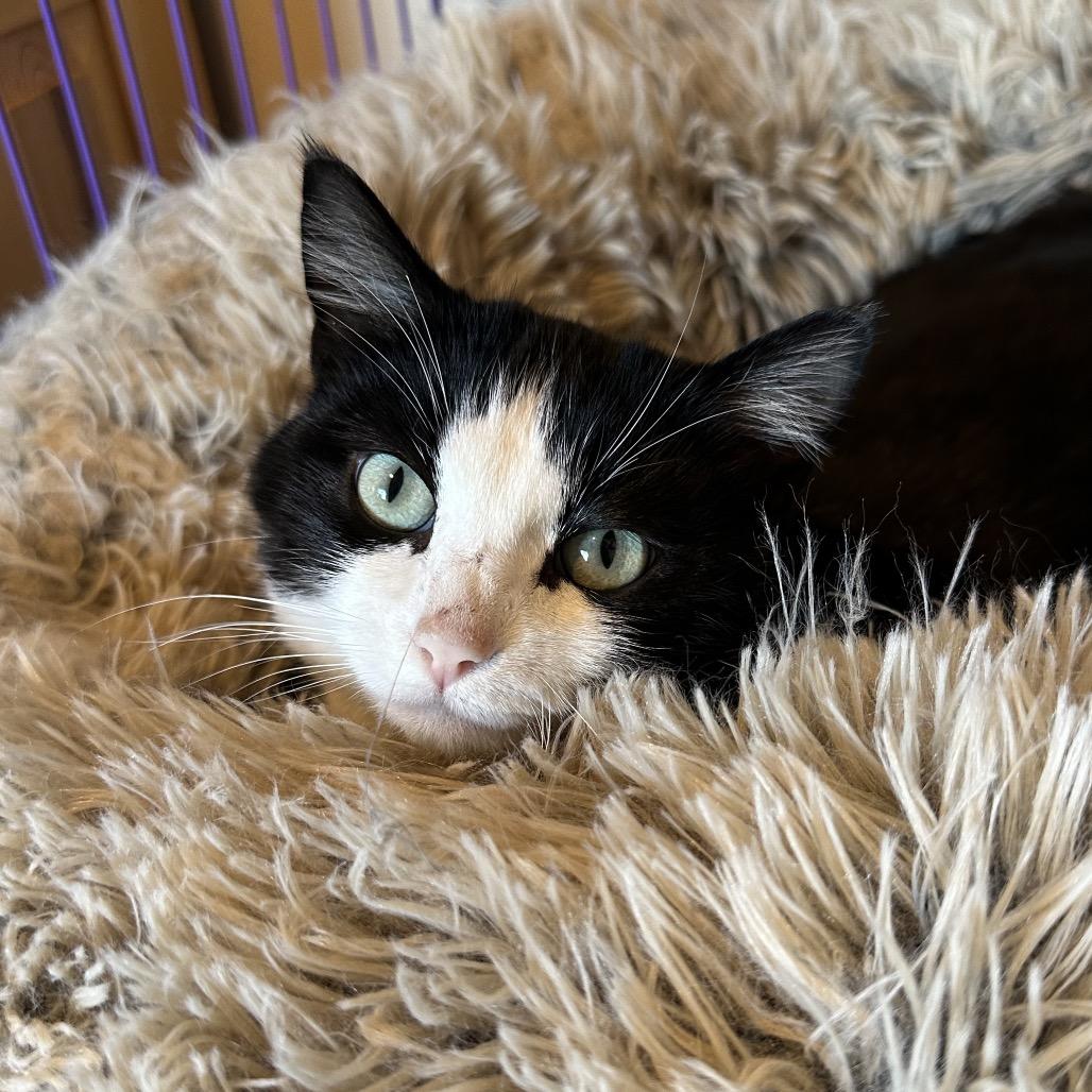 Enlarge Lucy Lu, a Adoptable Domestic Short Hair in Priest River, ID image 1/4