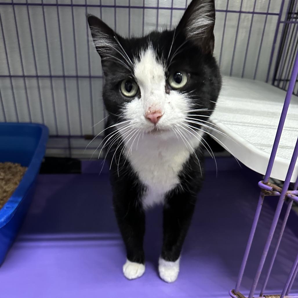 Enlarge Lucy Lu, a Adoptable Domestic Short Hair in Priest River, ID image 2/4