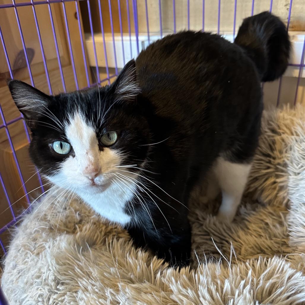 Enlarge Lucy Lu, a Adoptable Domestic Short Hair in Priest River, ID image 3/4