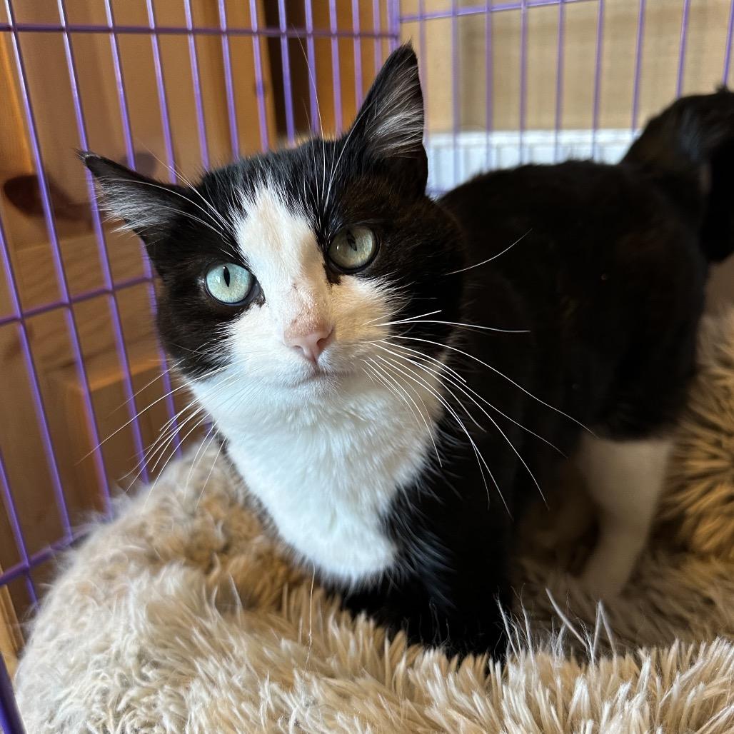 Enlarge Lucy Lu, a Adoptable Domestic Short Hair in Priest River, ID image 4/4