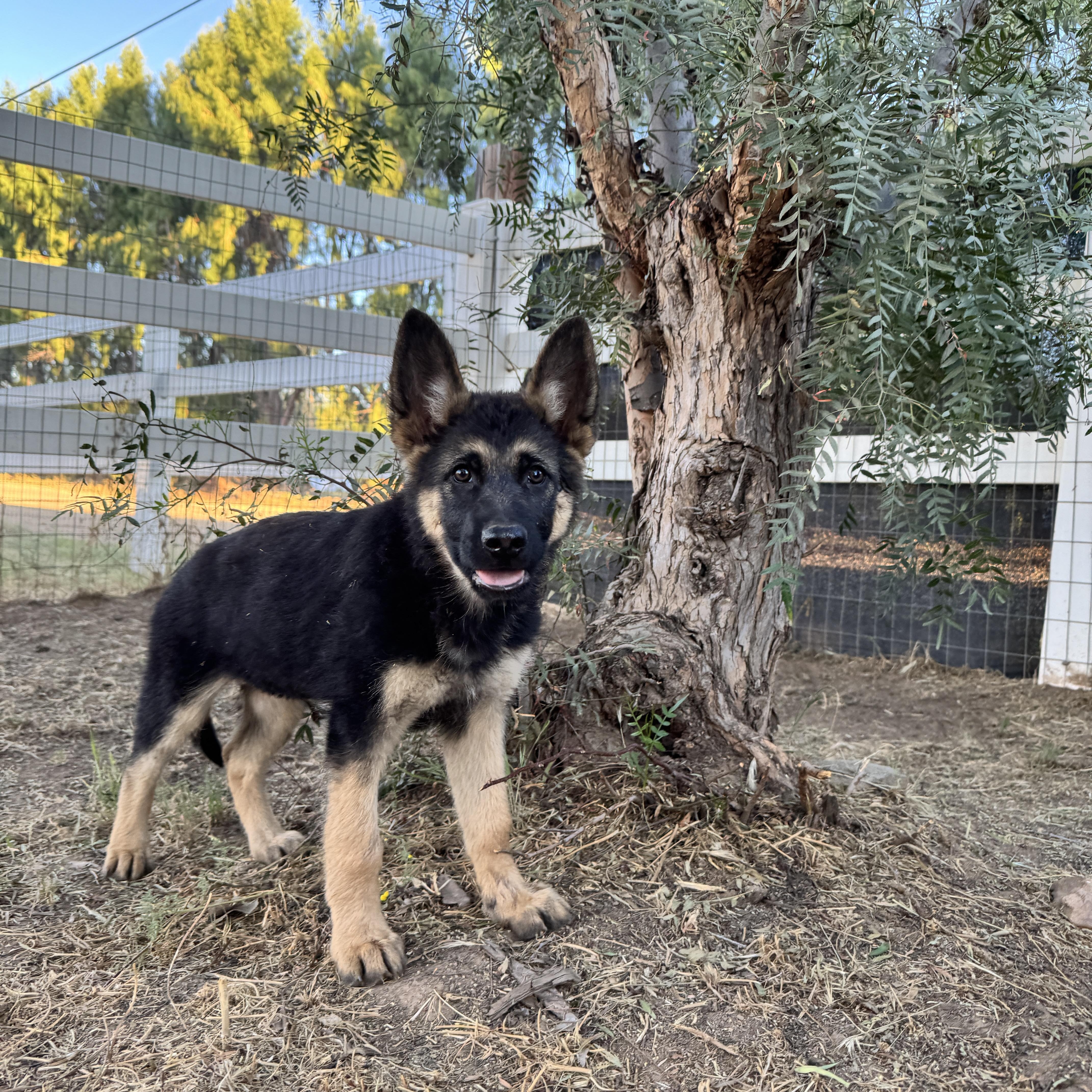 Enlarge PEACHES, a Adoptable German Shepherd Dog in Perris, CA image 6/6