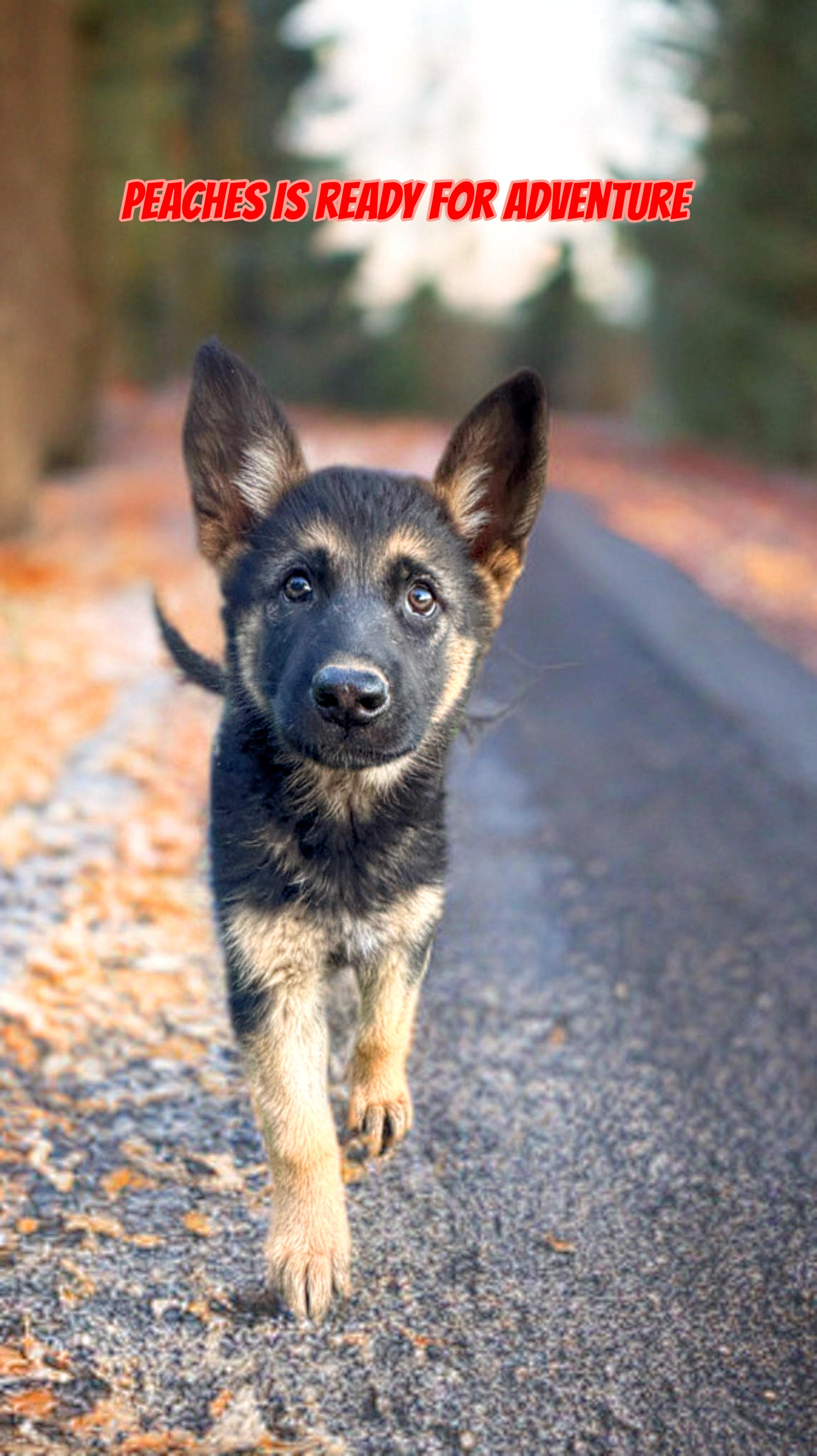 Enlarge PEACHES, a Adoptable German Shepherd Dog in Perris, CA image 2/6