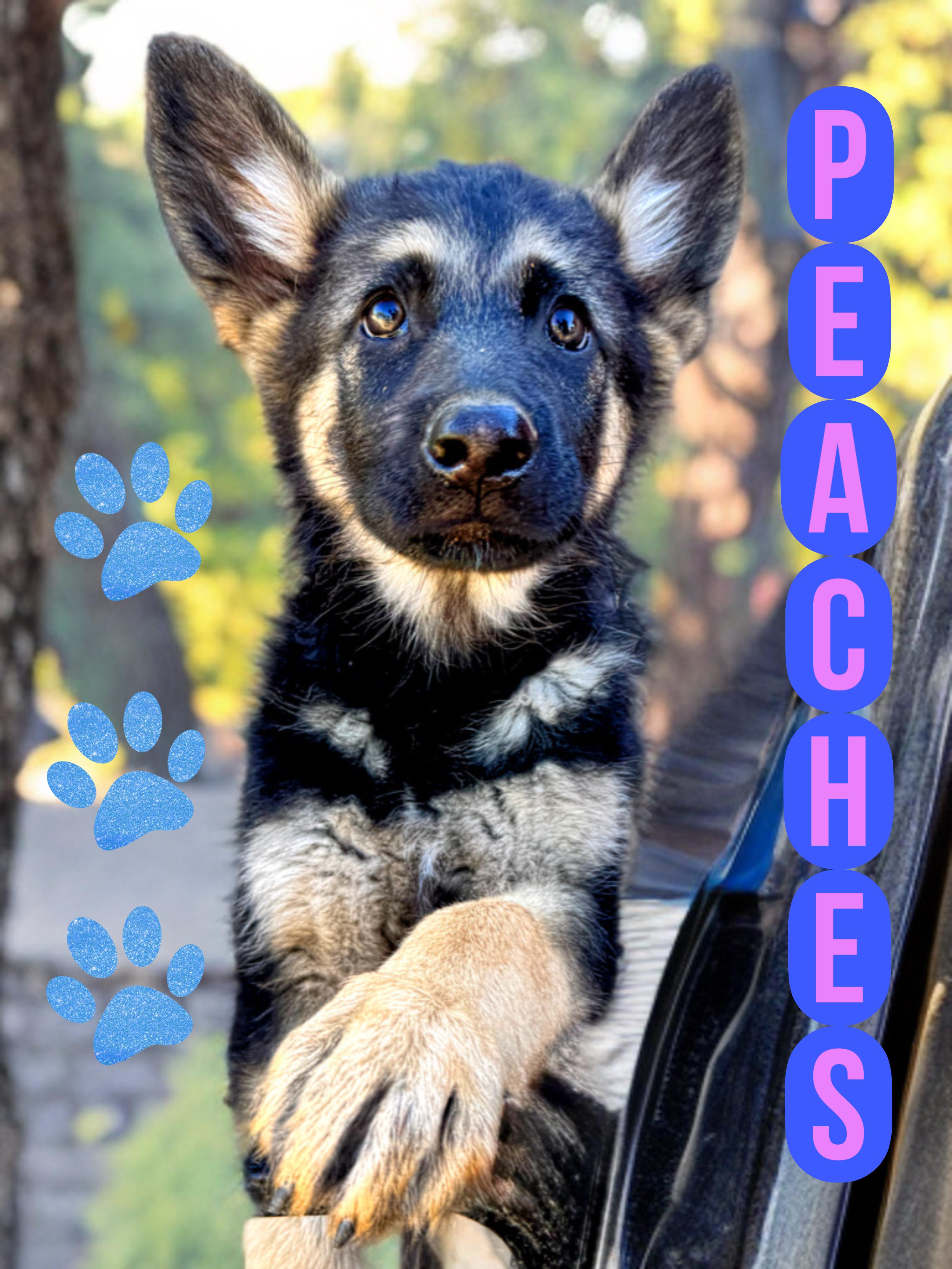 Enlarge PEACHES, a Adoptable German Shepherd Dog in Perris, CA image 1/6