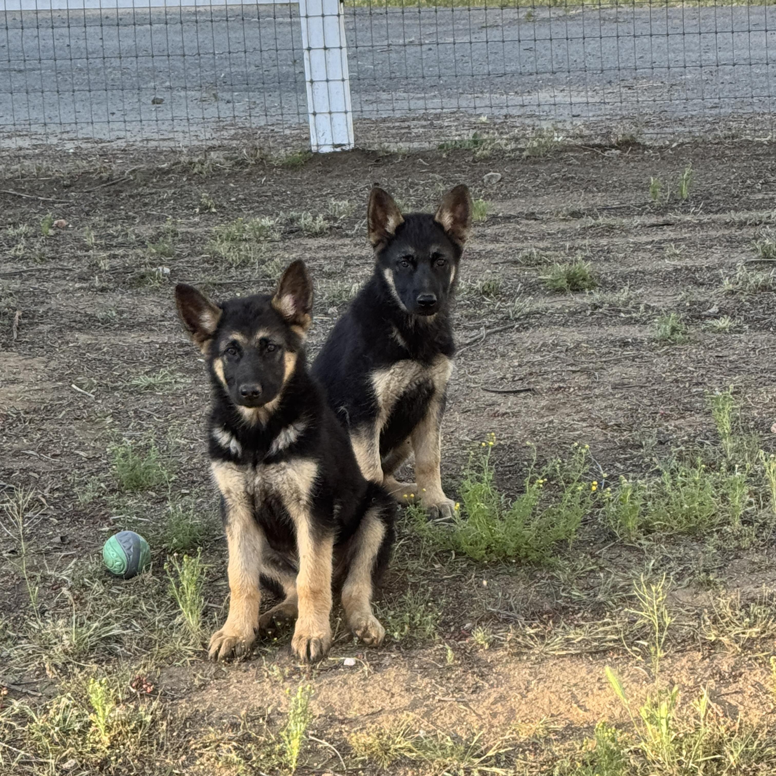 Enlarge PEACHES, a Adoptable German Shepherd Dog in Perris, CA image 4/6