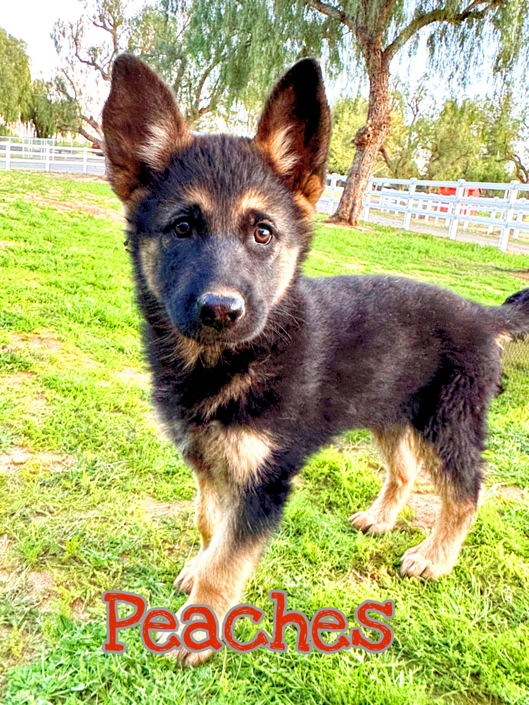 Enlarge PEACHES, a Adoptable German Shepherd Dog in Perris, CA image 3/6