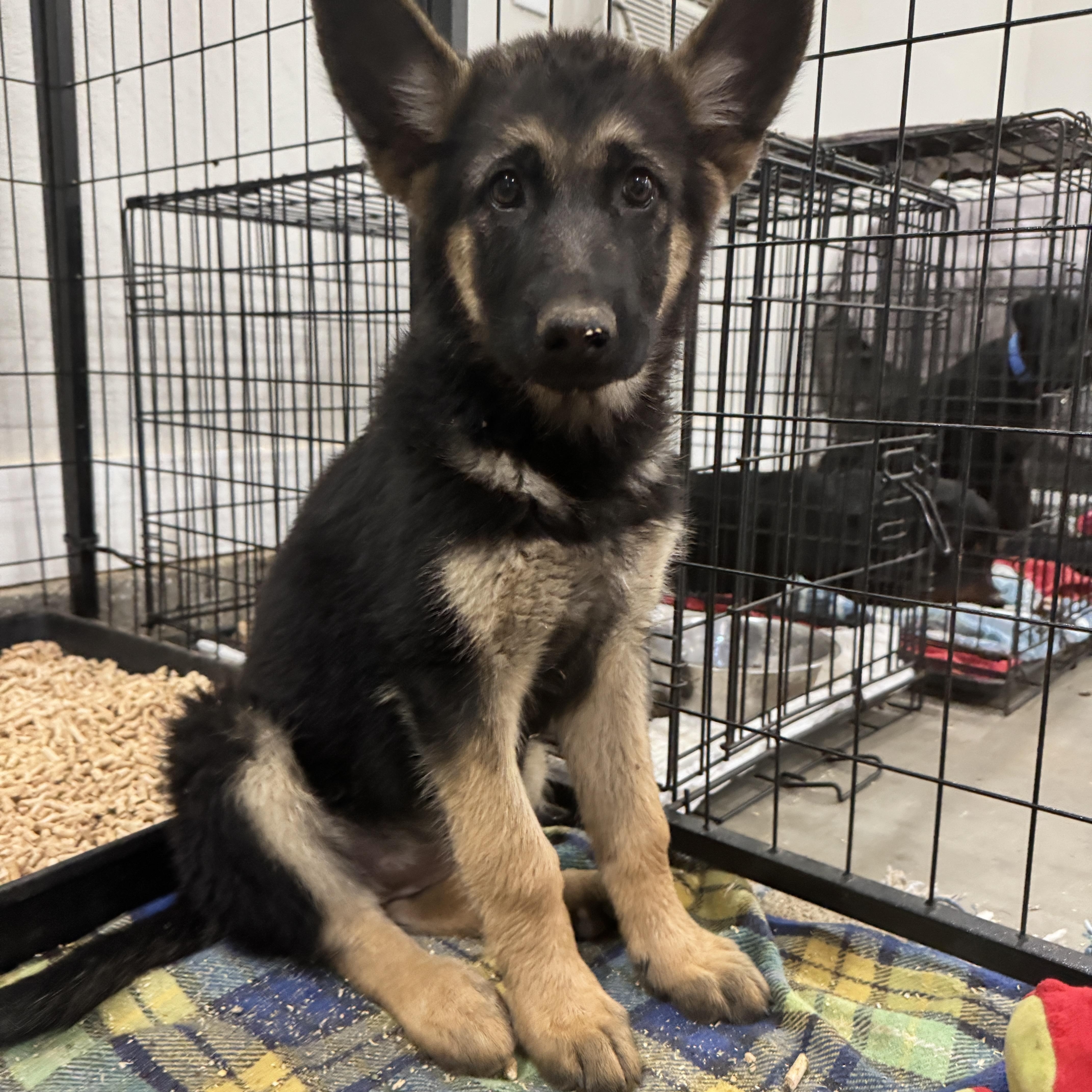 Enlarge PEACHES, a Adoptable German Shepherd Dog in Perris, CA image 5/6