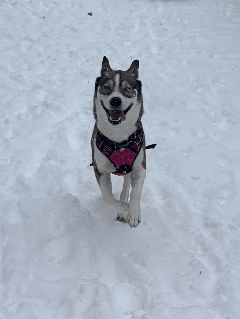 Enlarge Nala, a ADOPTABLE mixed breed in Philadelphia, PA image 4/6