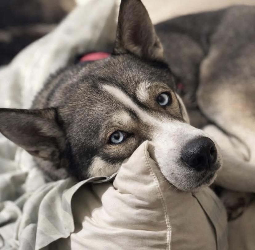 Nala, ADOPTABLE, Young Female Siberian Husky.