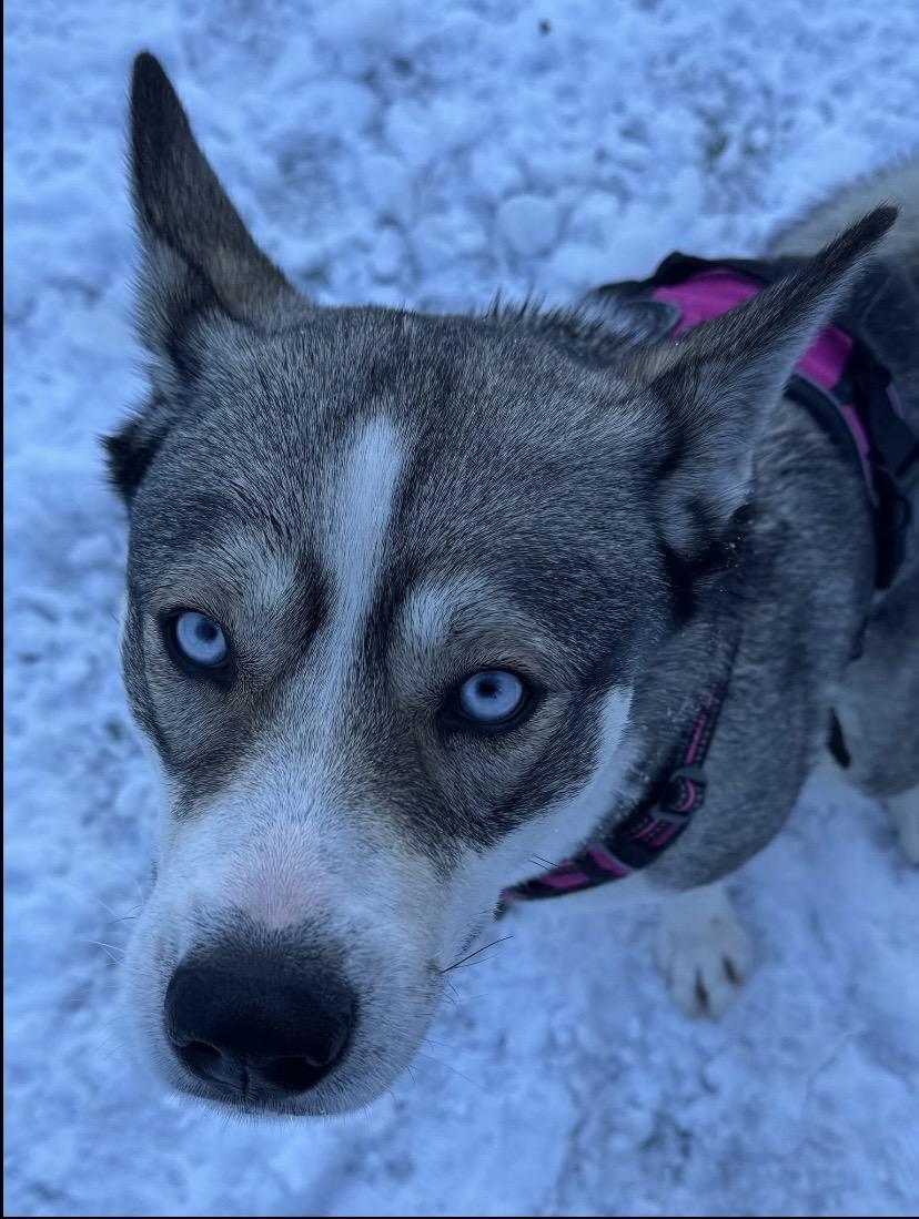 Enlarge Nala, a ADOPTABLE mixed breed in Philadelphia, PA image 5/6