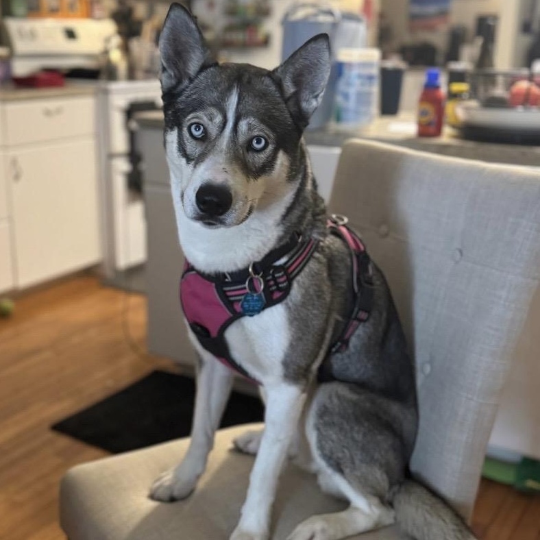 Enlarge Nala, a ADOPTABLE mixed breed in Philadelphia, PA image 2/6