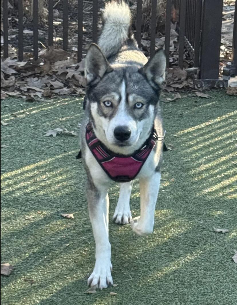 Enlarge Nala, a ADOPTABLE mixed breed in Philadelphia, PA image 3/6