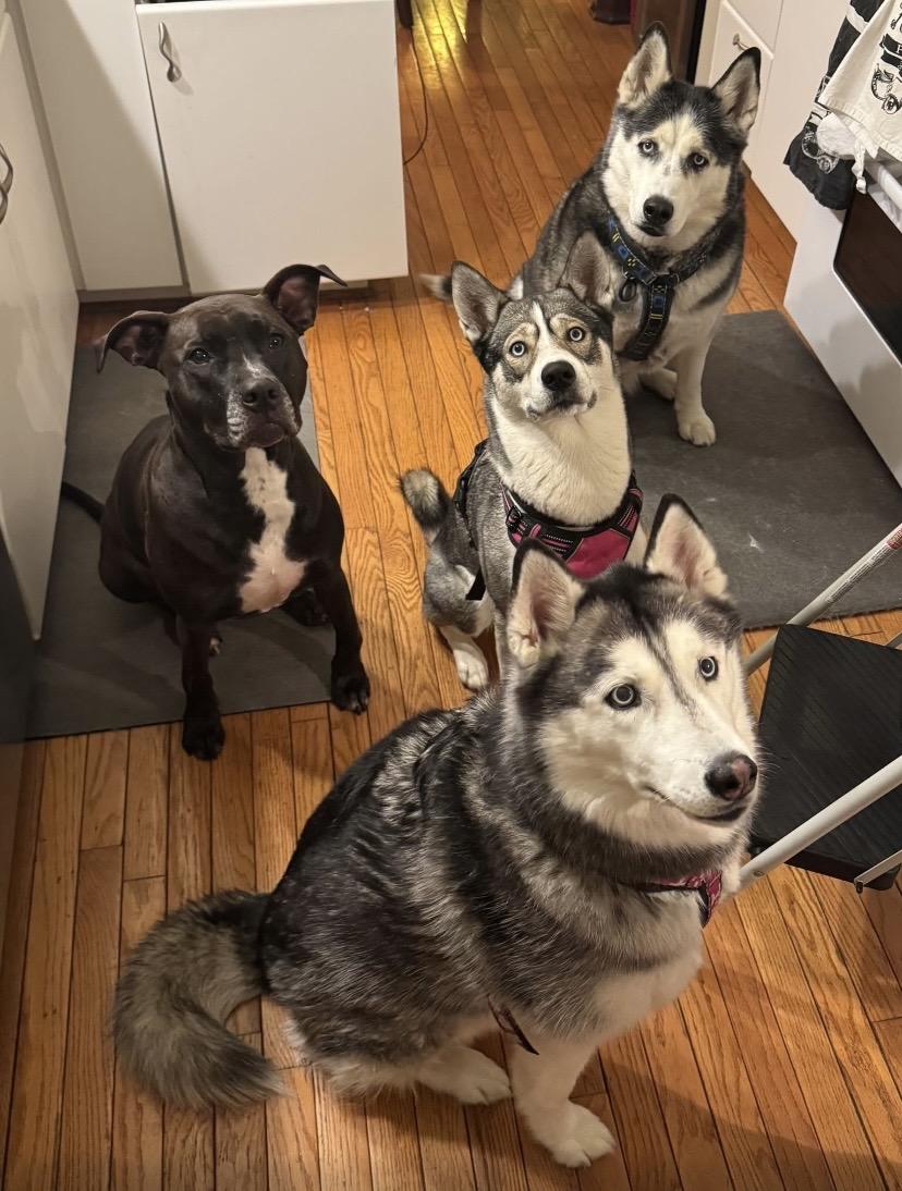 Enlarge Nala, a ADOPTABLE mixed breed in Philadelphia, PA image 6/6