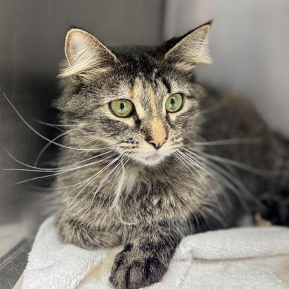 Rem, Adoptable, Young Female Domestic Long Hair.