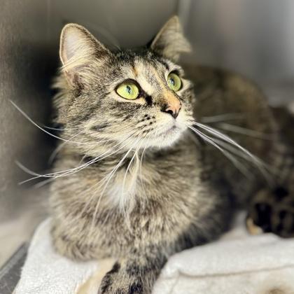 Enlarge Rem, a Adoptable mixed breed in Atlanta, GA image 2/3