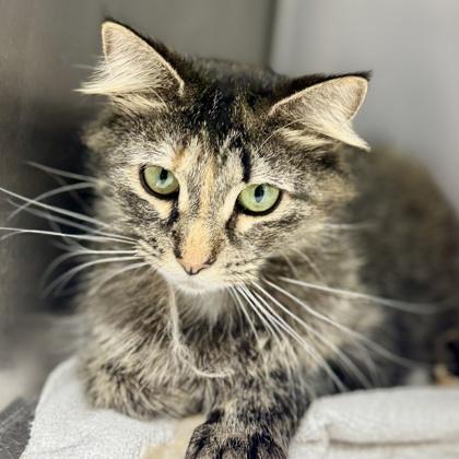 Enlarge Rem, a Adoptable mixed breed in Atlanta, GA image 3/3