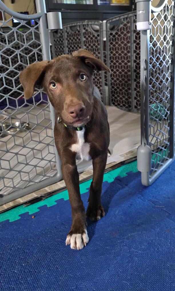 Enlarge Carl, a ADOPTABLE mixed breed in Portsmouth, VA image 1/6