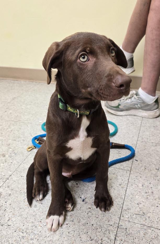 Enlarge Carl, a ADOPTABLE mixed breed in Portsmouth, VA image 6/6