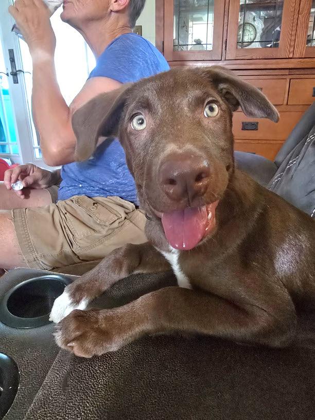 Enlarge Carl, a ADOPTABLE mixed breed in Portsmouth, VA image 5/6