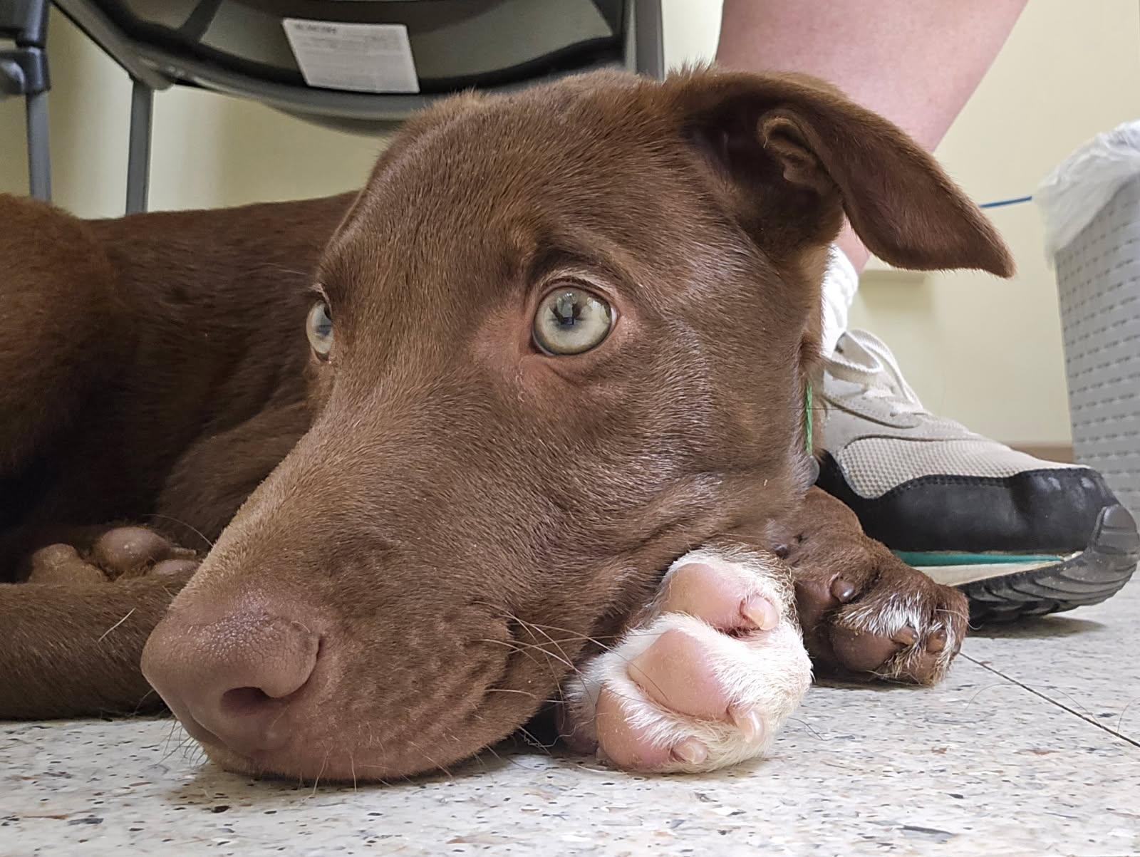 Enlarge Carl, a ADOPTABLE mixed breed in Portsmouth, VA image 2/6