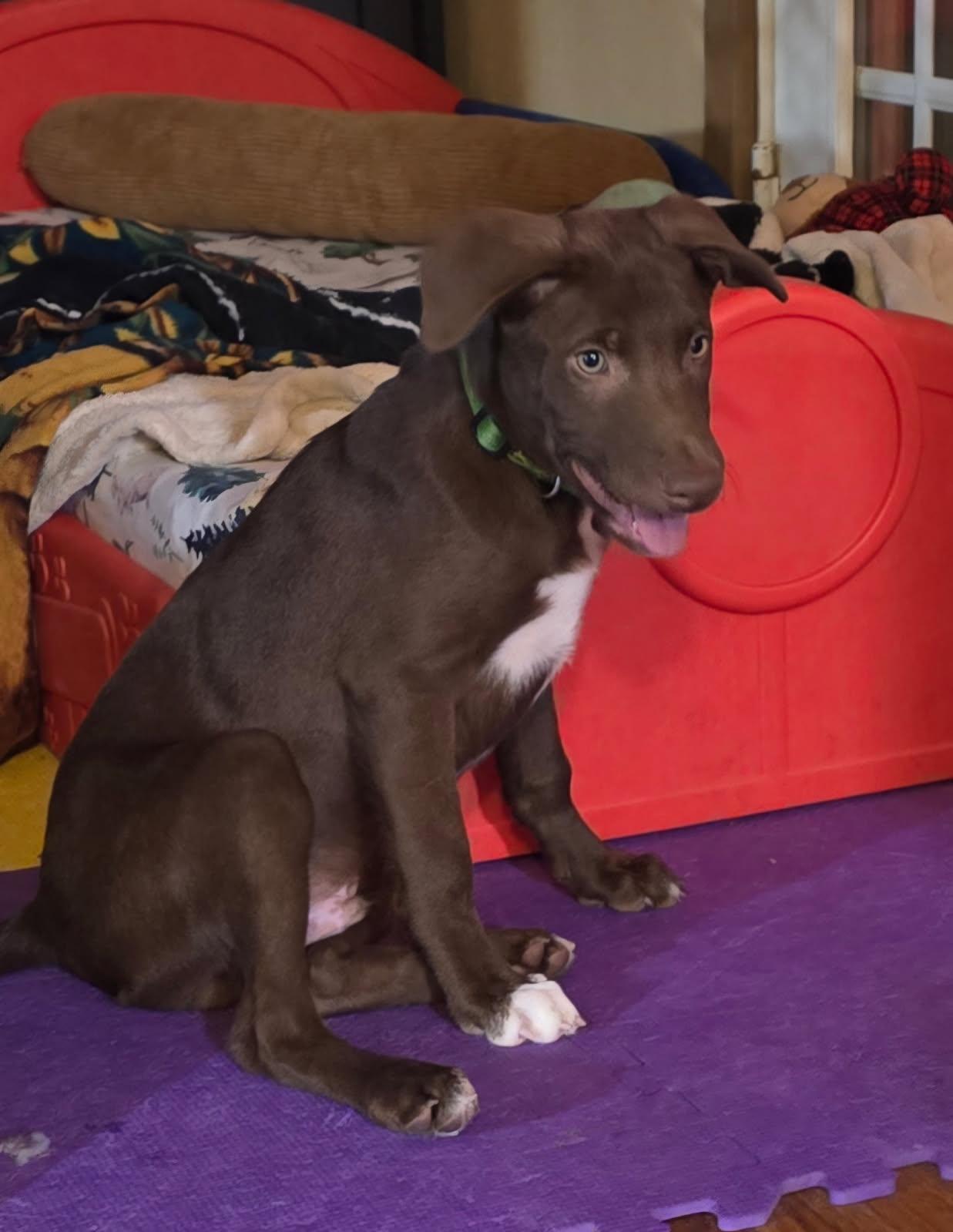 Enlarge Carl, a ADOPTABLE mixed breed in Portsmouth, VA image 4/6