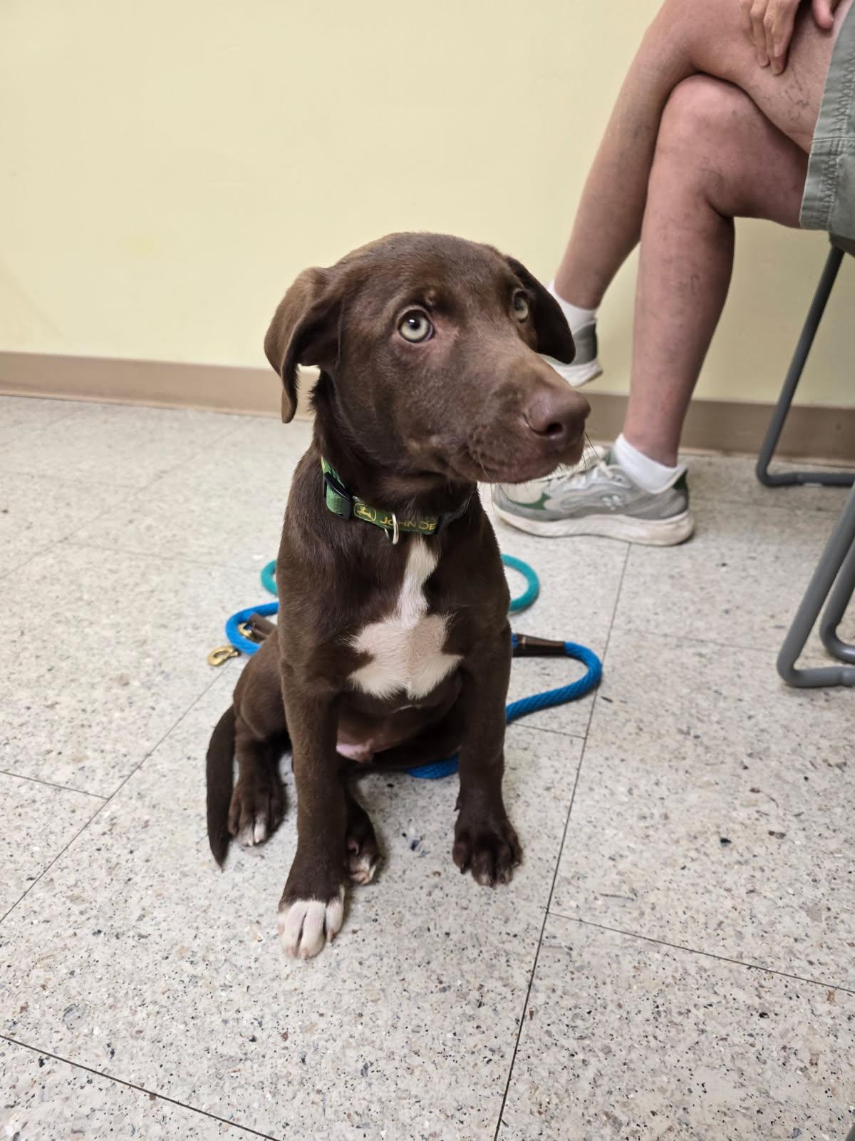 Enlarge Carl, a ADOPTABLE mixed breed in Portsmouth, VA image 3/6