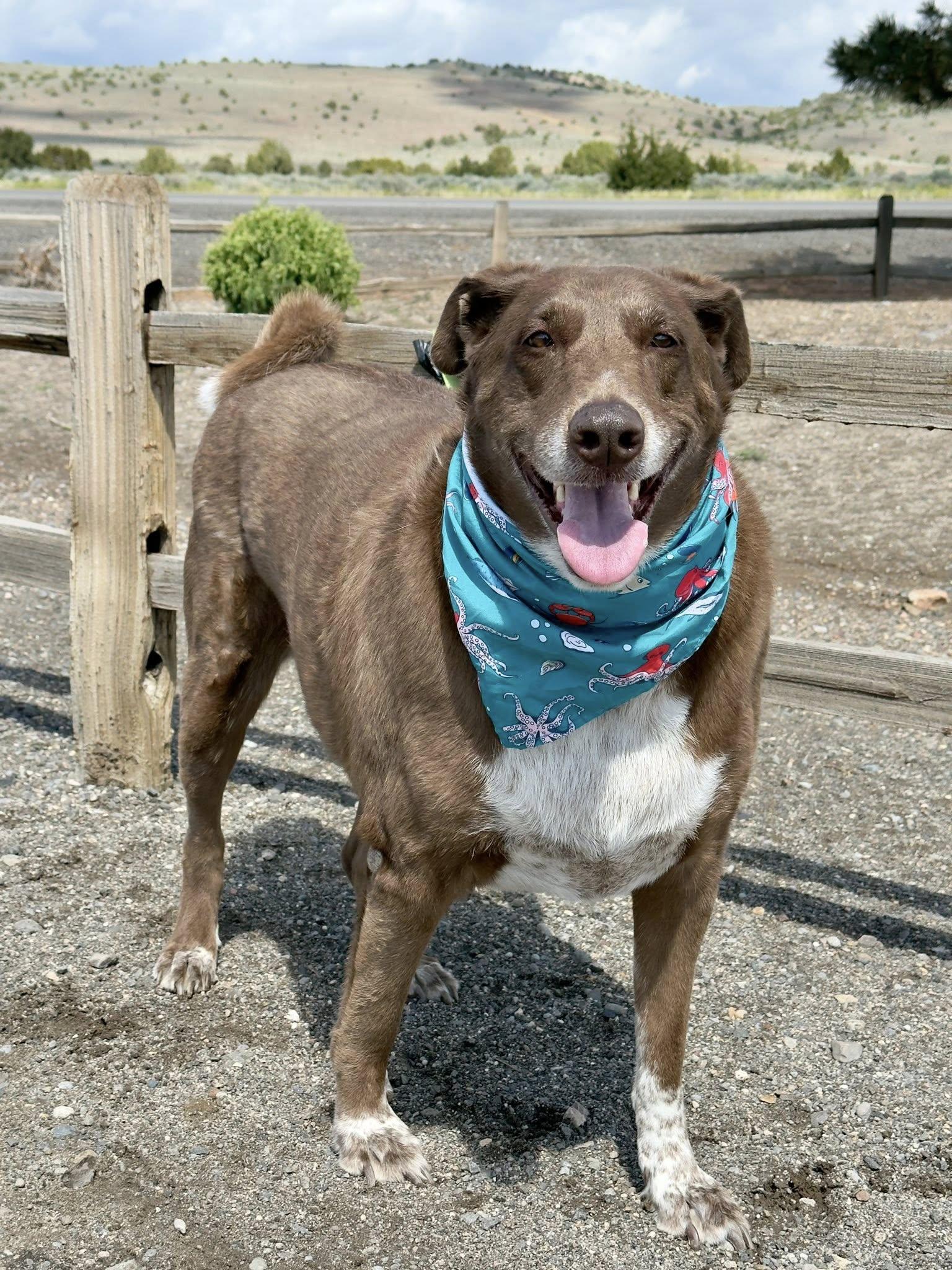 Aris, ADOPTABLE, Adult Male Husky.