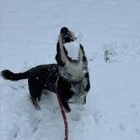 NY/CT Woody (Home in Brookfield), a Adoptable mixed breed in Stormville, NY image 3/4