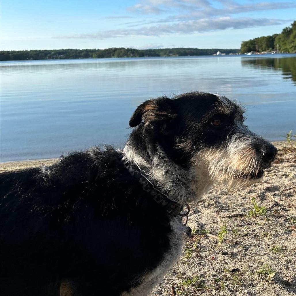 NY/CT Woody (Home in Brookfield), a Adoptable mixed breed in Stormville, NY image 4/4