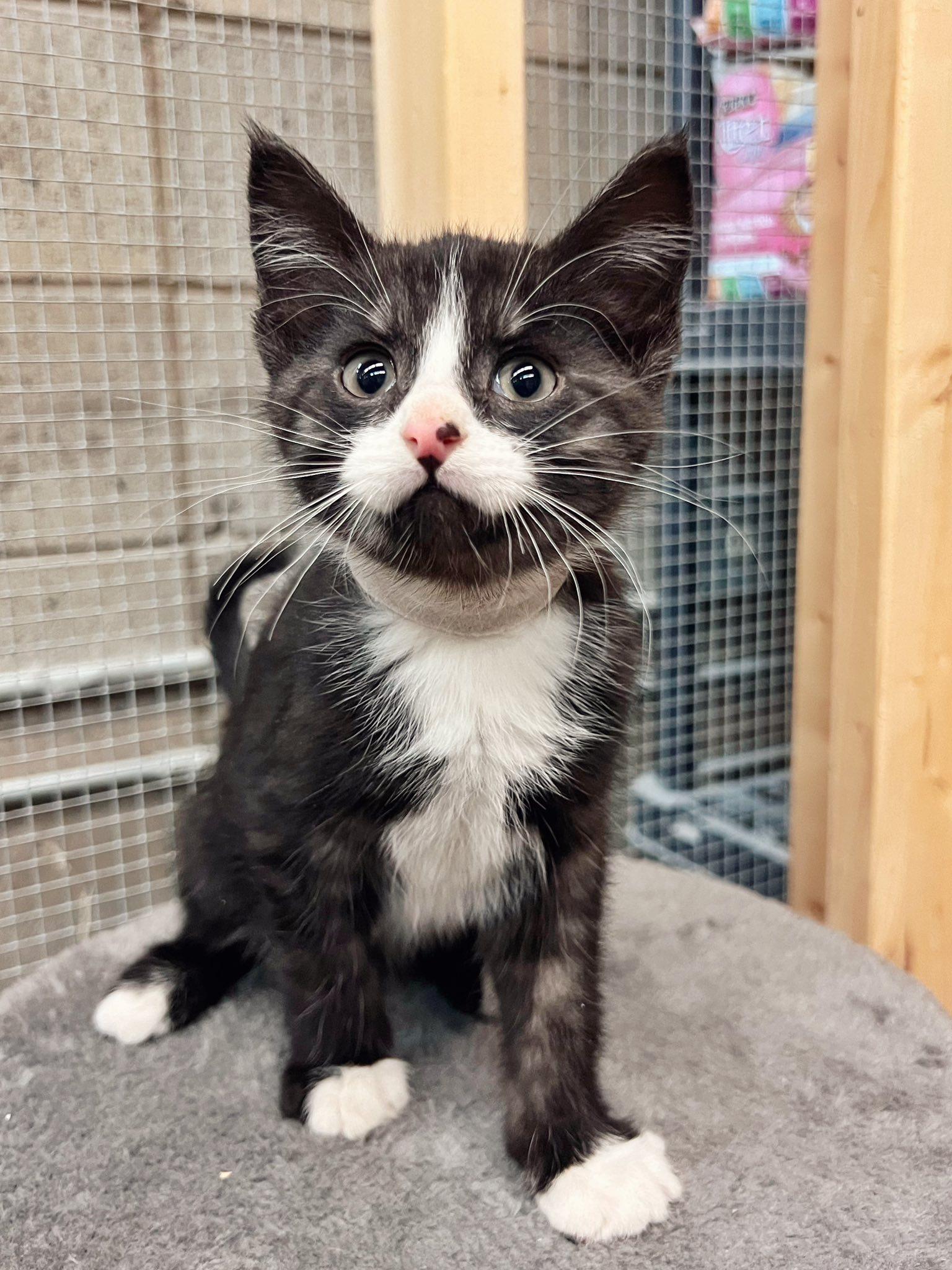 Tod, ADOPTABLE, Kitten Male Domestic Short Hair.