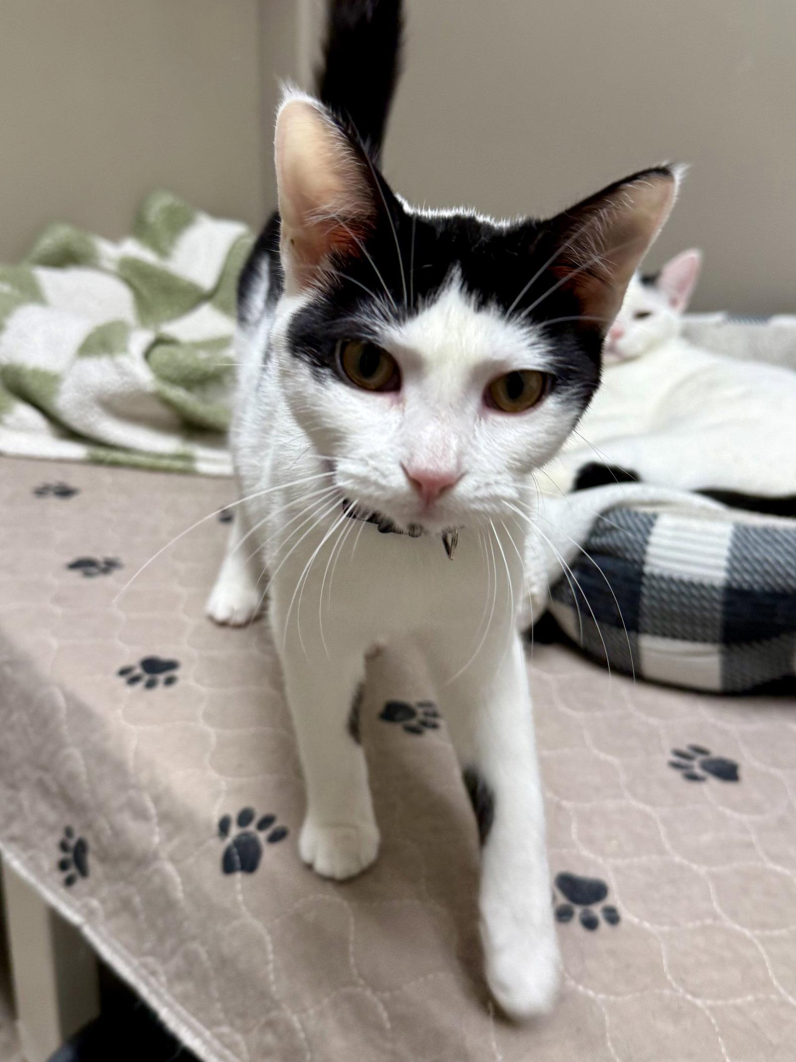 Enlarge CAT - Olivia, a Adoptable Domestic Short Hair in GILBERTS, IL image 1/3