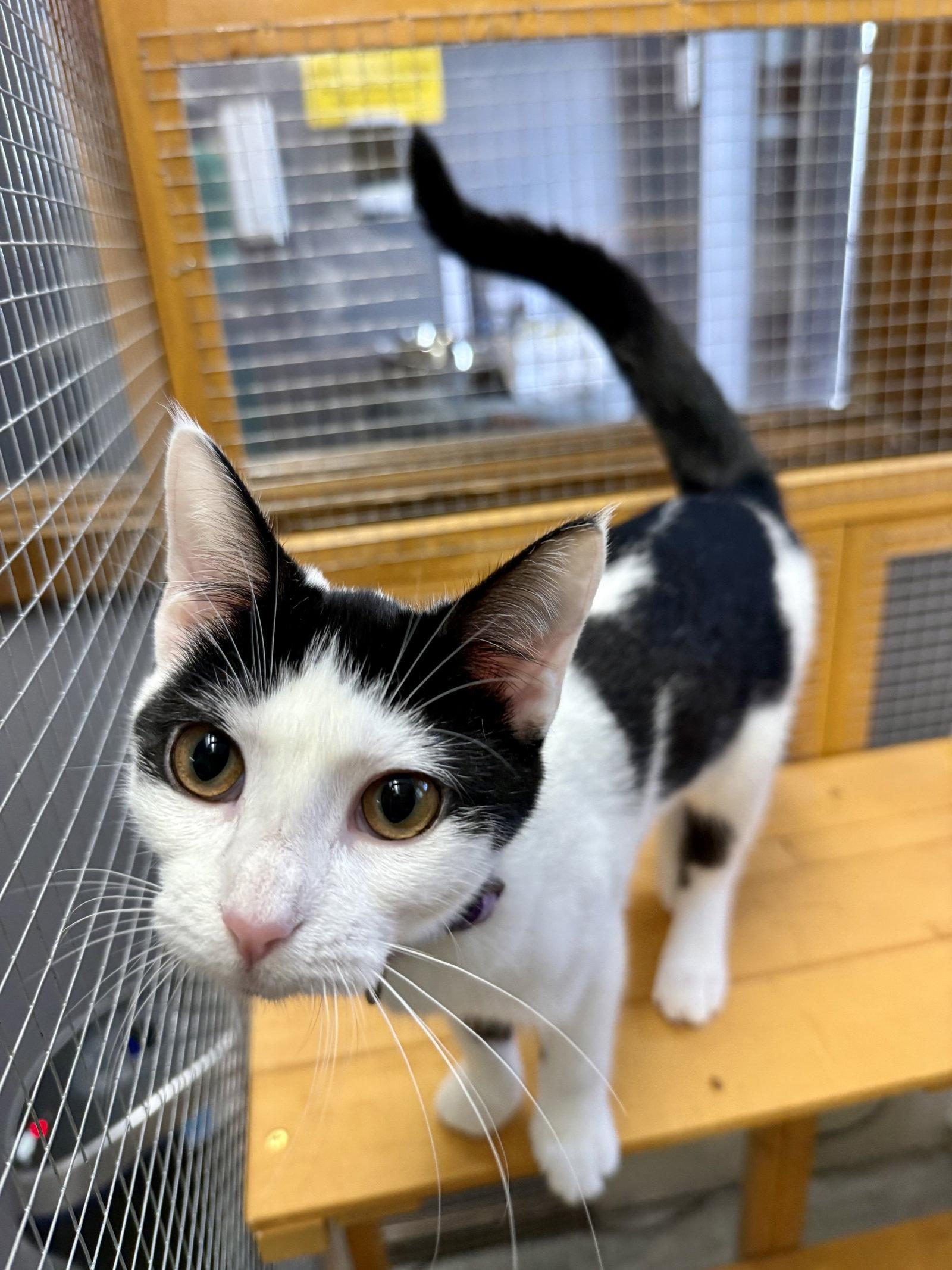 Enlarge CAT - Olivia, a Adoptable Domestic Short Hair in GILBERTS, IL image 1/3