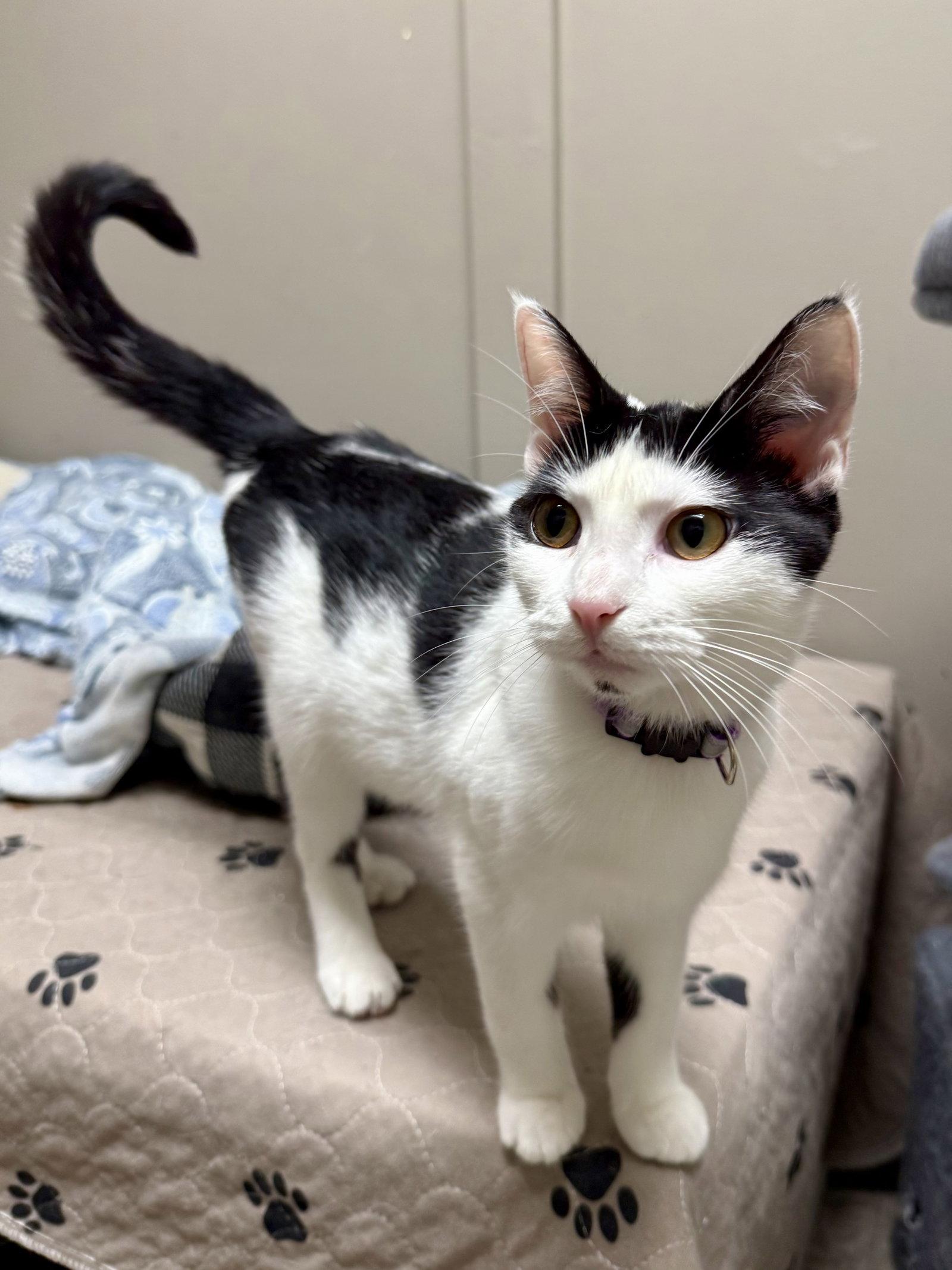 Enlarge CAT - Olivia, a Adoptable Domestic Short Hair in GILBERTS, IL image 2/3