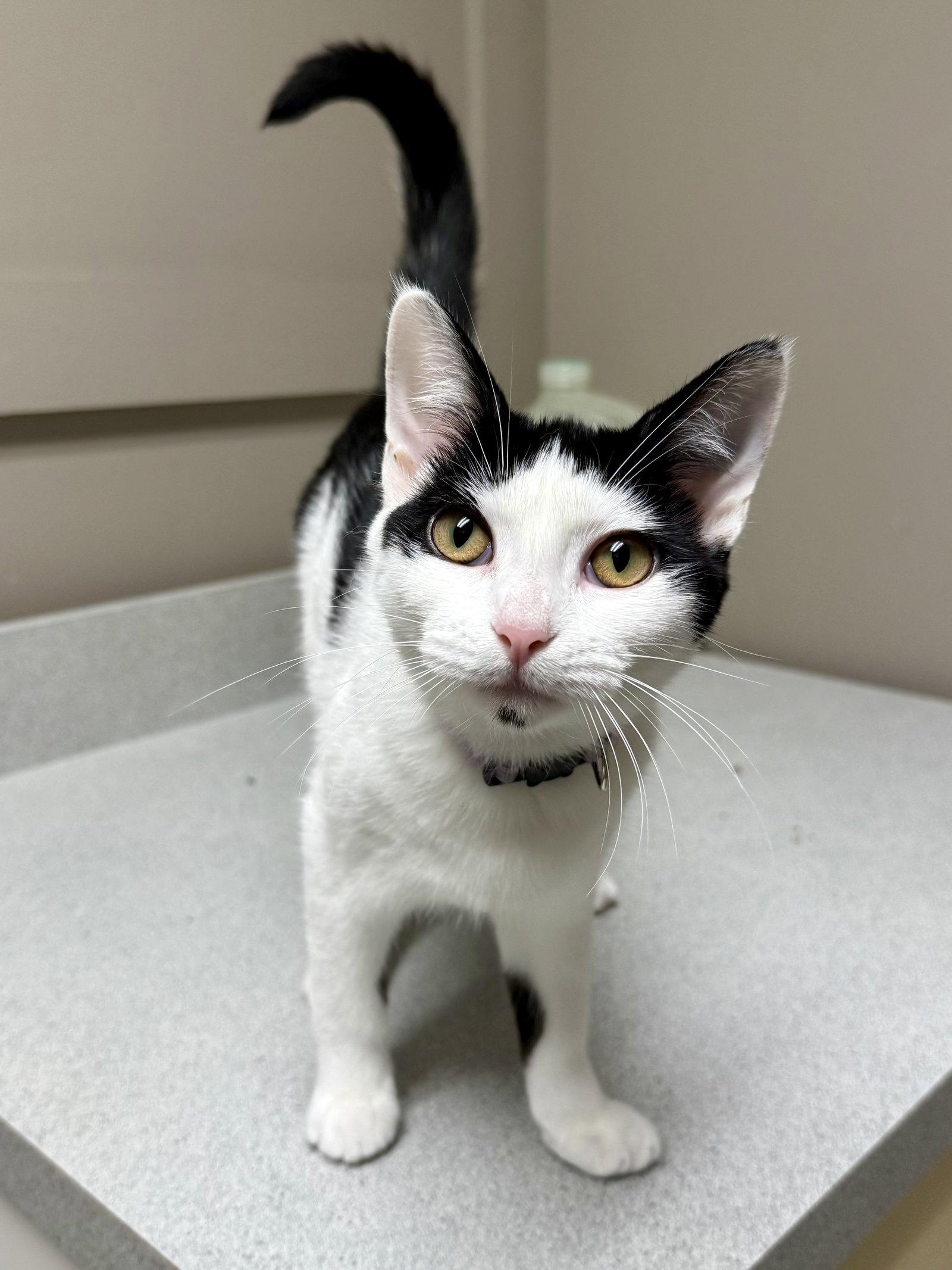 Enlarge CAT - Olivia, a Adoptable Domestic Short Hair in GILBERTS, IL image 3/3