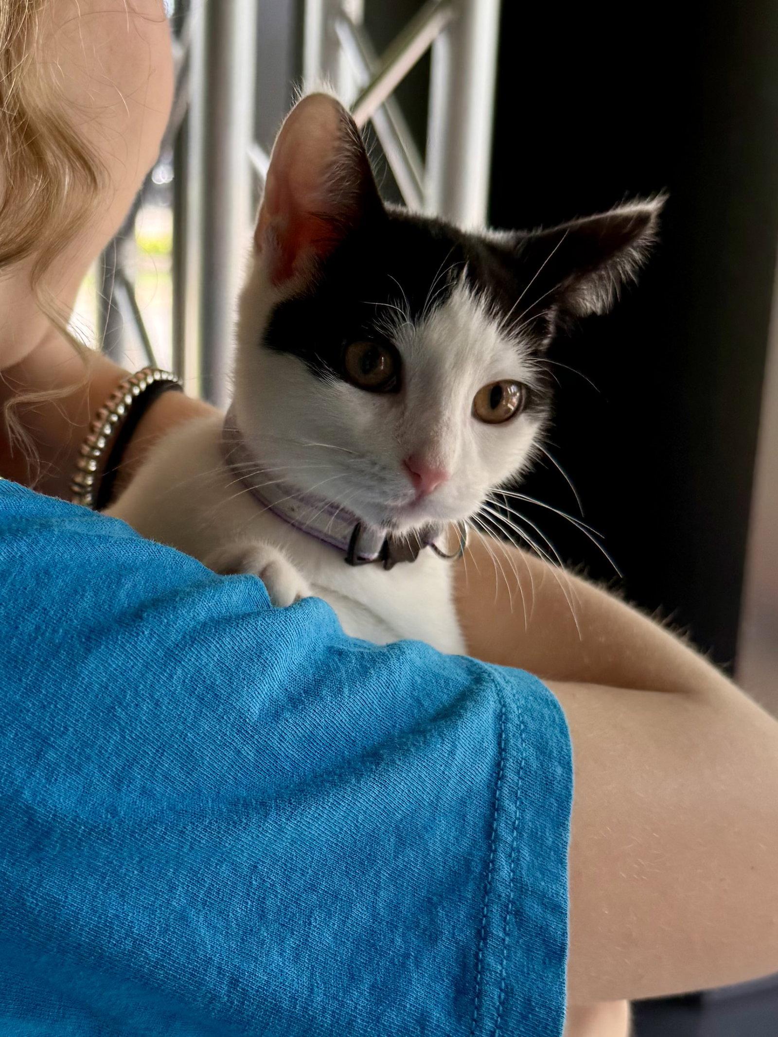 Enlarge CAT - Olivia, a Adoptable Domestic Short Hair in GILBERTS, IL image 2/3