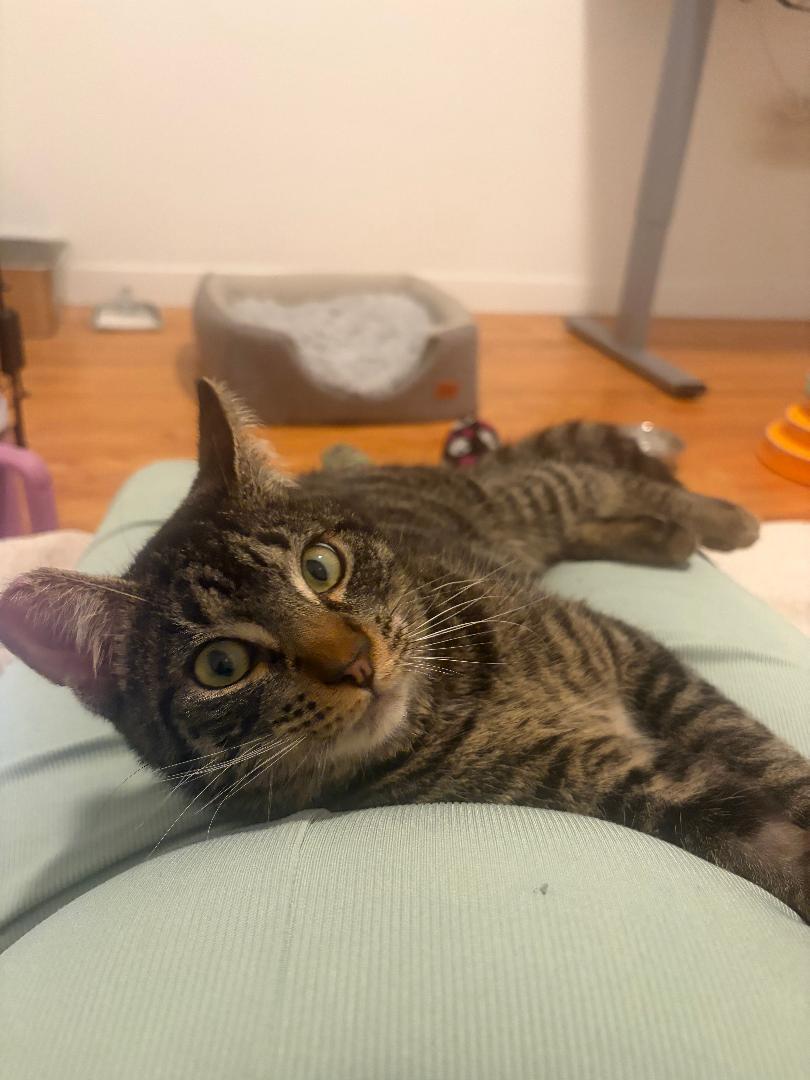 Enlarge Baby  , a ADOPTABLE Domestic Short Hair in Oceanside, CA image 5/6