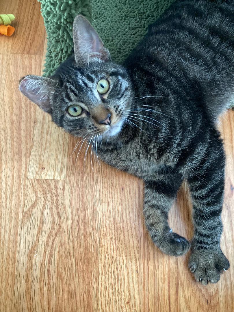 Baby  , ADOPTABLE, Kitten Male Domestic Short Hair.